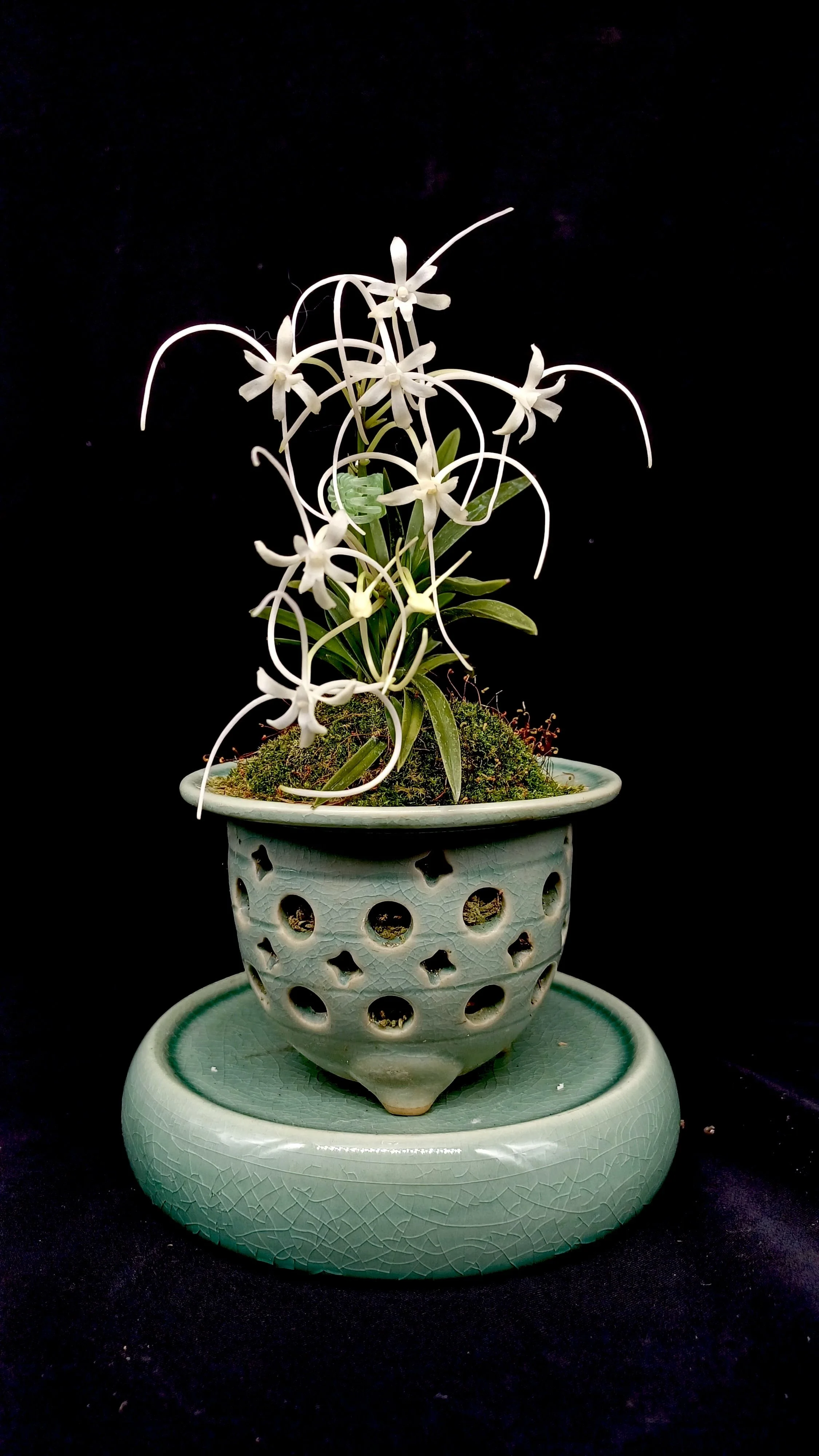 Growing Neofinetias