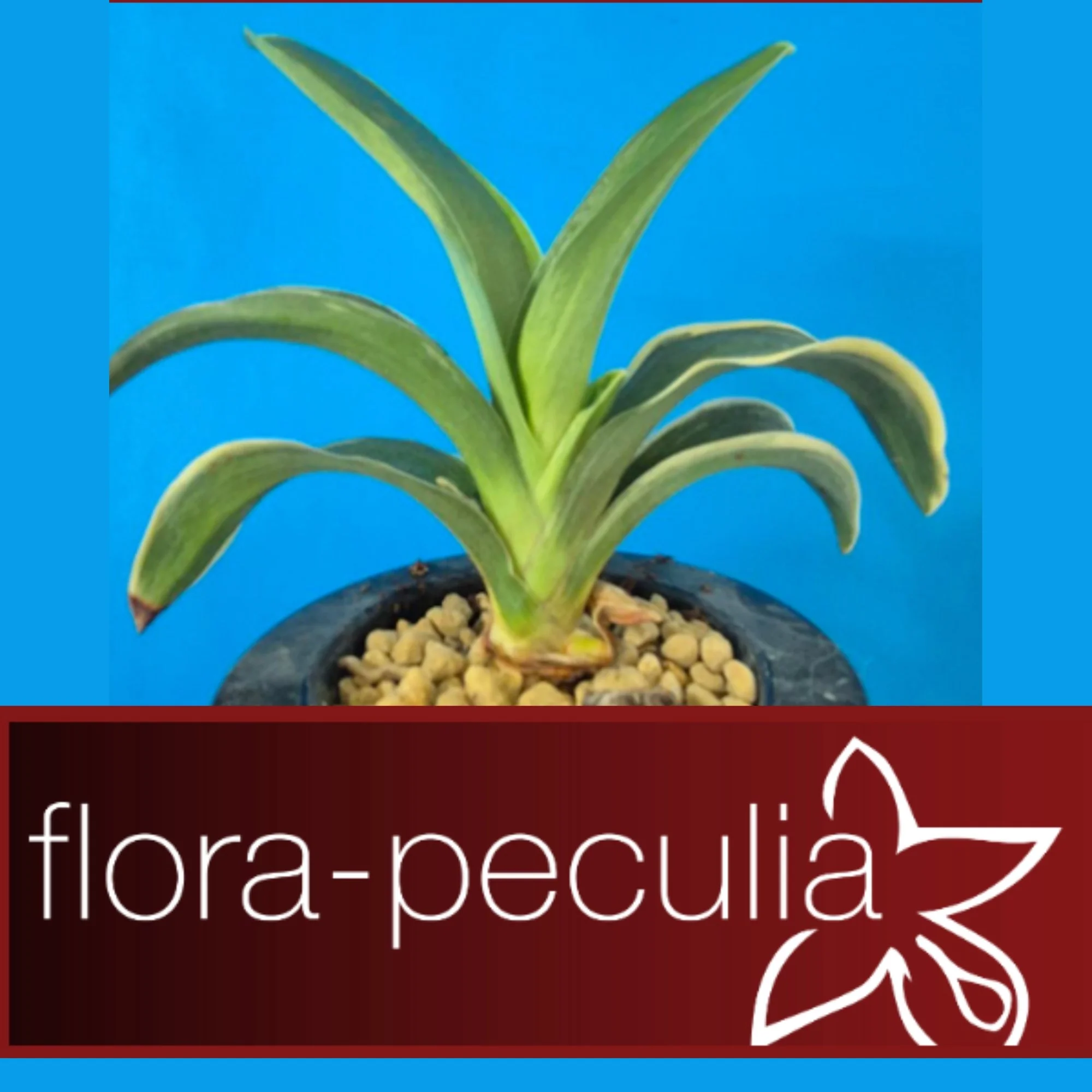 Flora Peculiar