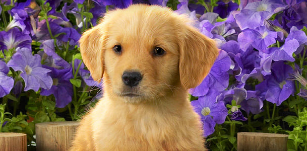When Should Puppy Training Start?