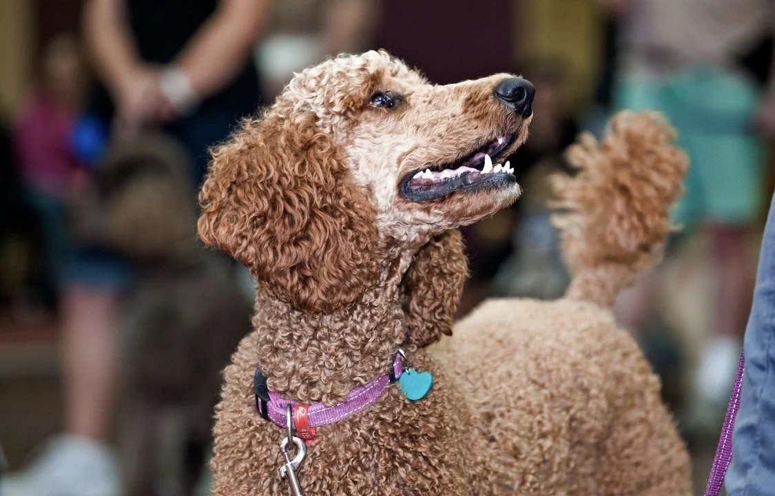 How Dogs Learn