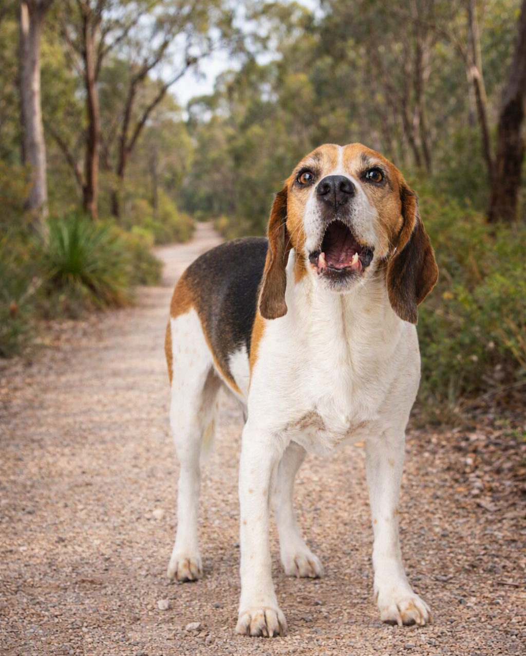 Is My Dog Reactive or Aggressive?