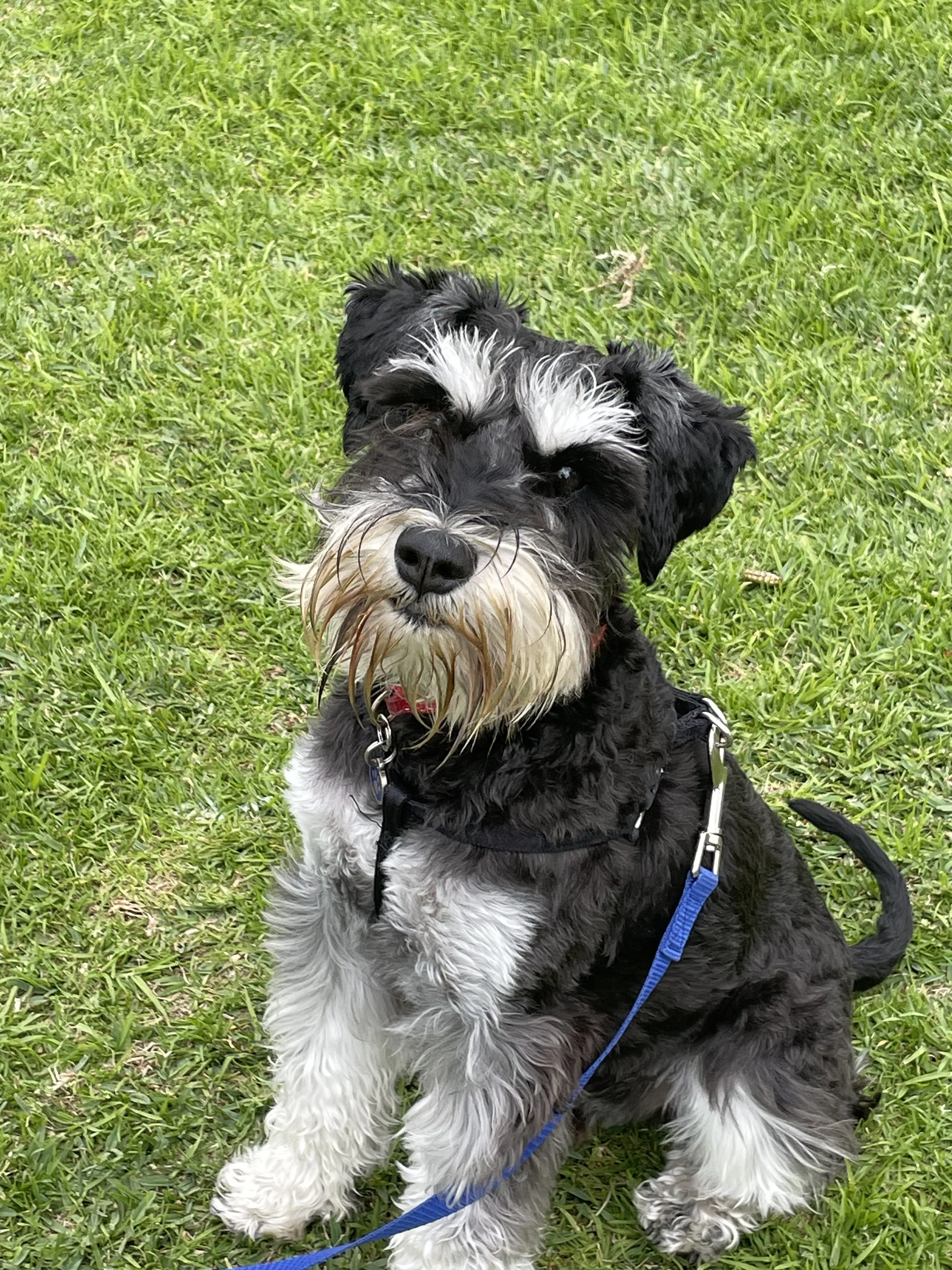 Winston