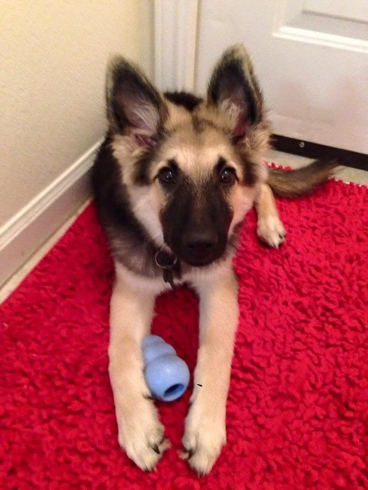 German shepherd puppy laying on red rug with blue kong toy between his paws. He is looking at the camera.