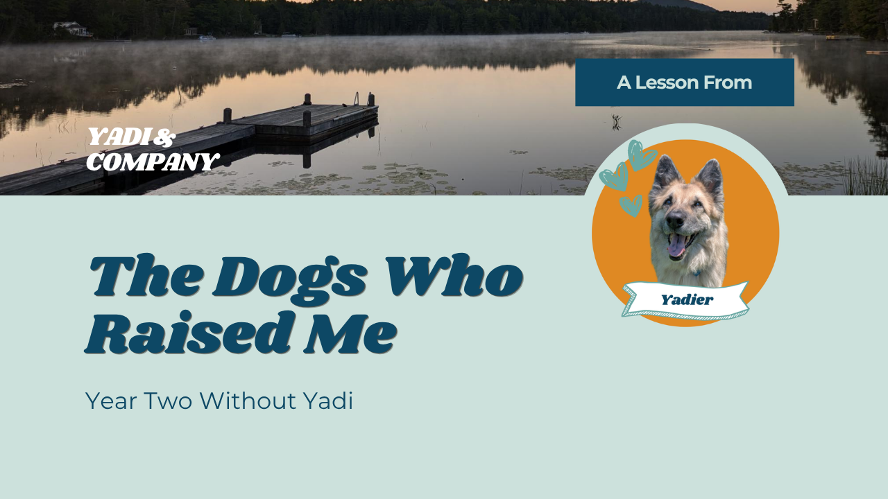 The Dogs Who Raised Me: Year Two Without Yadi