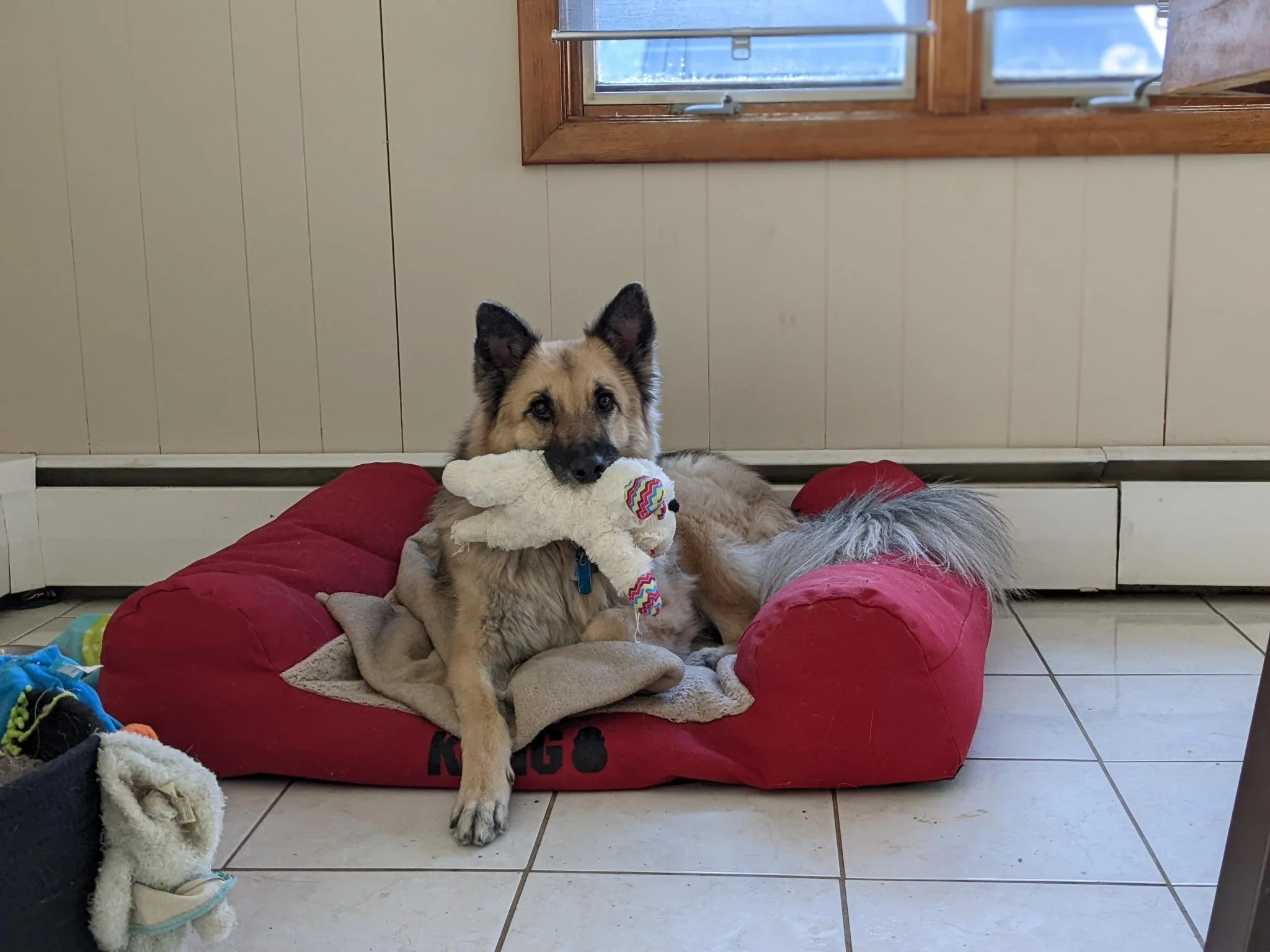 German Shepherd Dog holding a lamb toy while laying on a red XXL Kong Bed