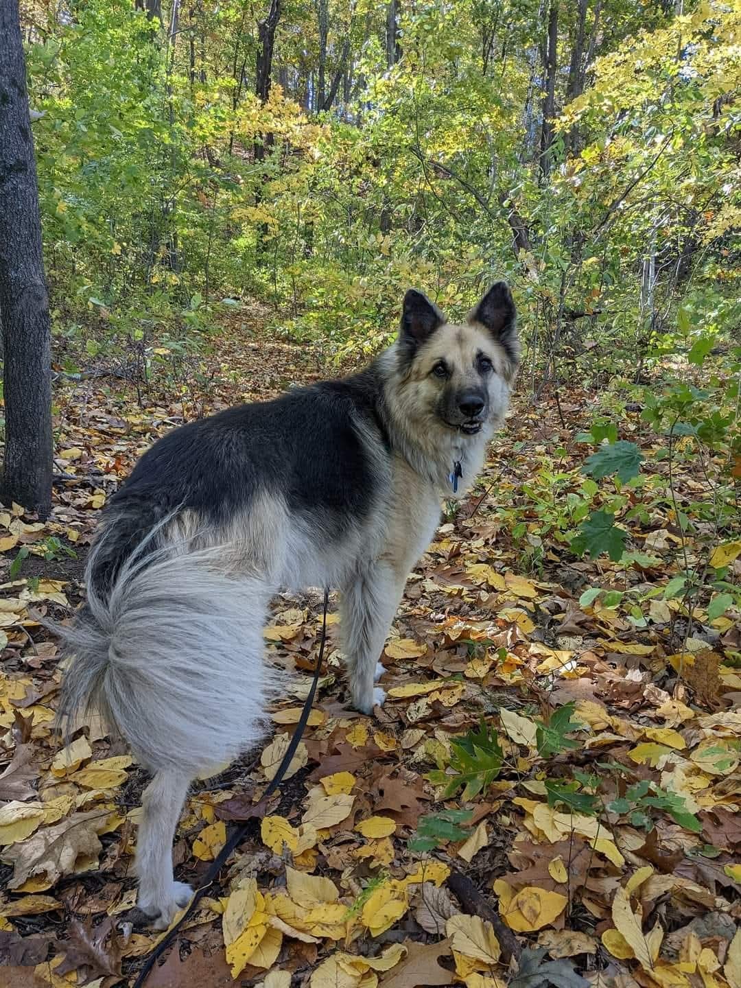 A German Shepherd stands in the woods with yellow and brown leaves on the ground. He is turned back over his shoulder facing the camera.