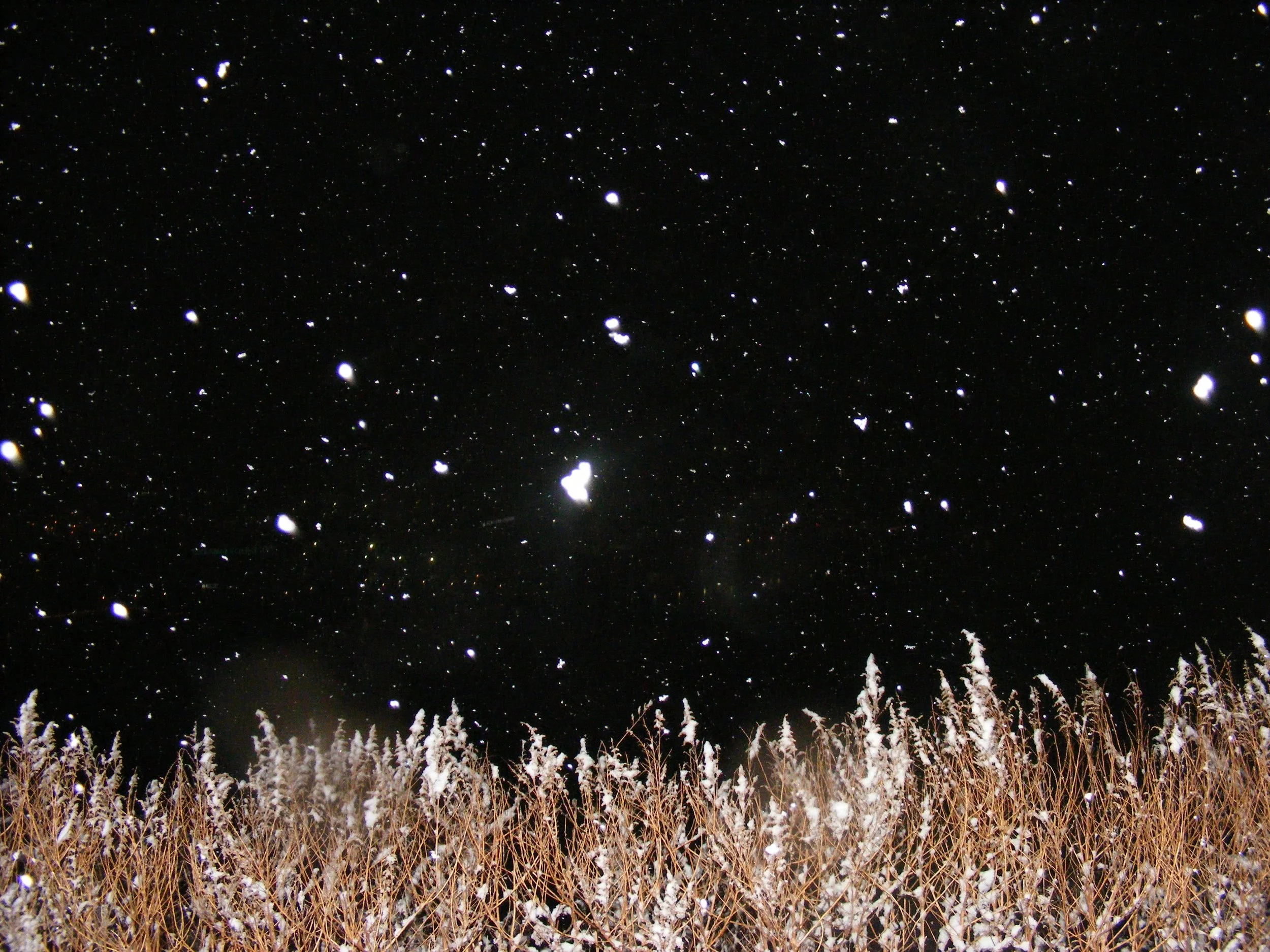 Night sky filled with falling snowflakes or stars over snow-covered trees or bushes.
