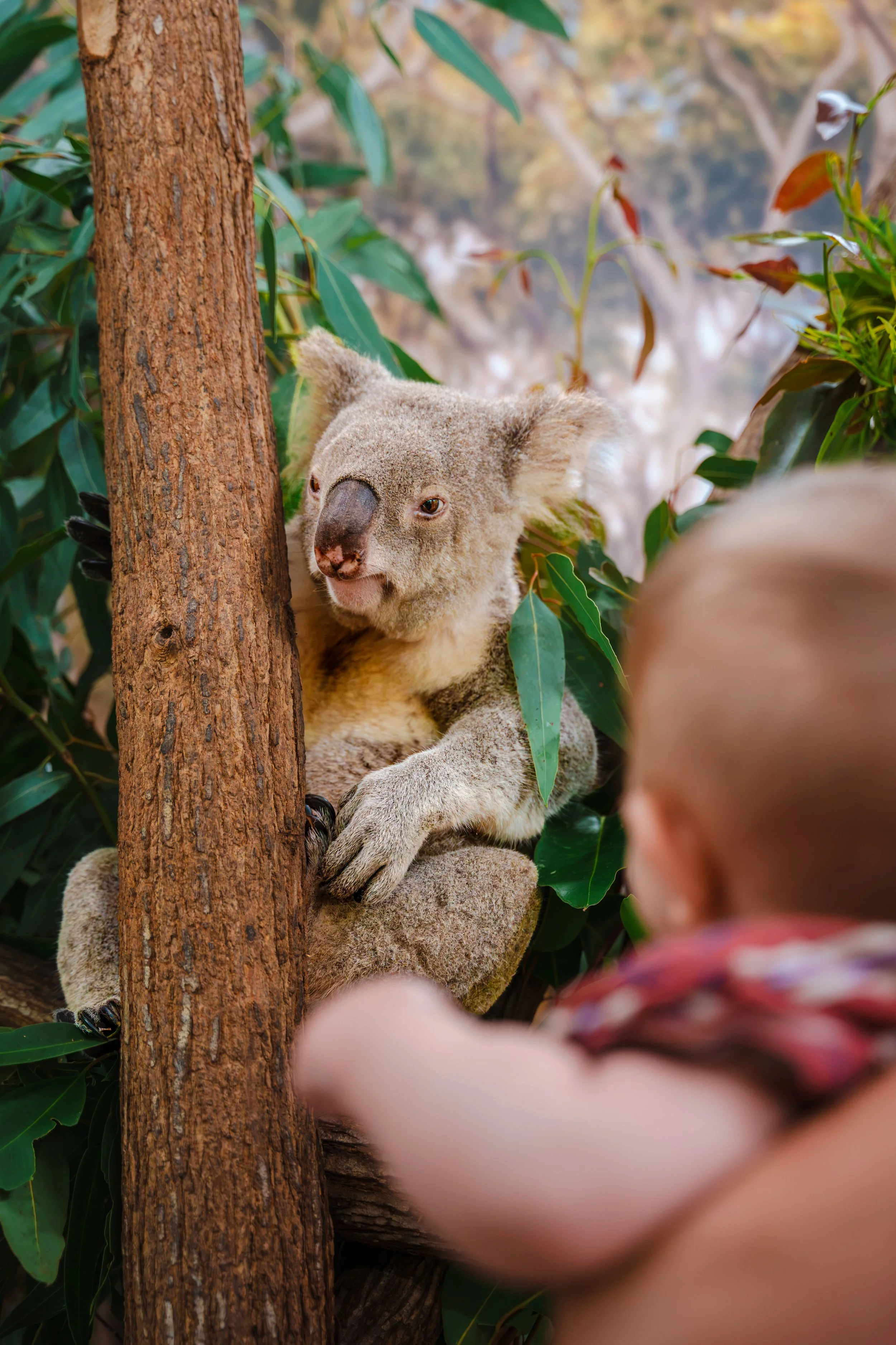 A young koala bear climbing a tree, surrounded by green leaves, with children observing nearby.