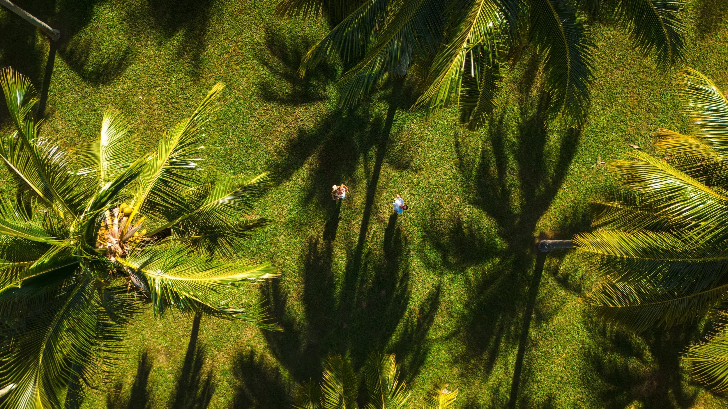 An aerial view of a grassy area with palm trees casting long shadows, showing two people walking among the trees.