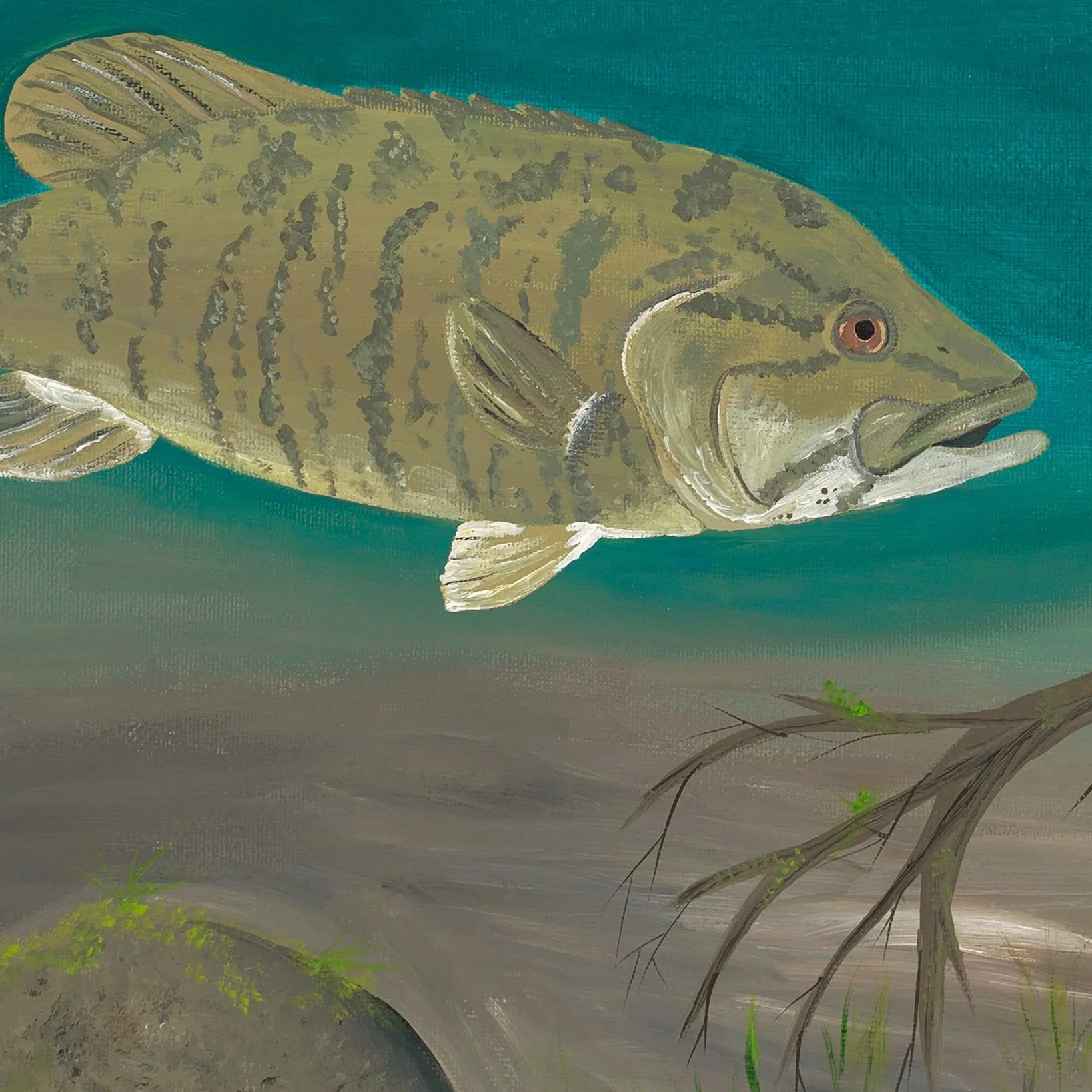 Smallmouth+and+Rocks.jpg