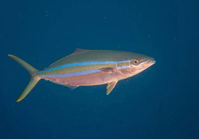 Rainbow runner fish thailand