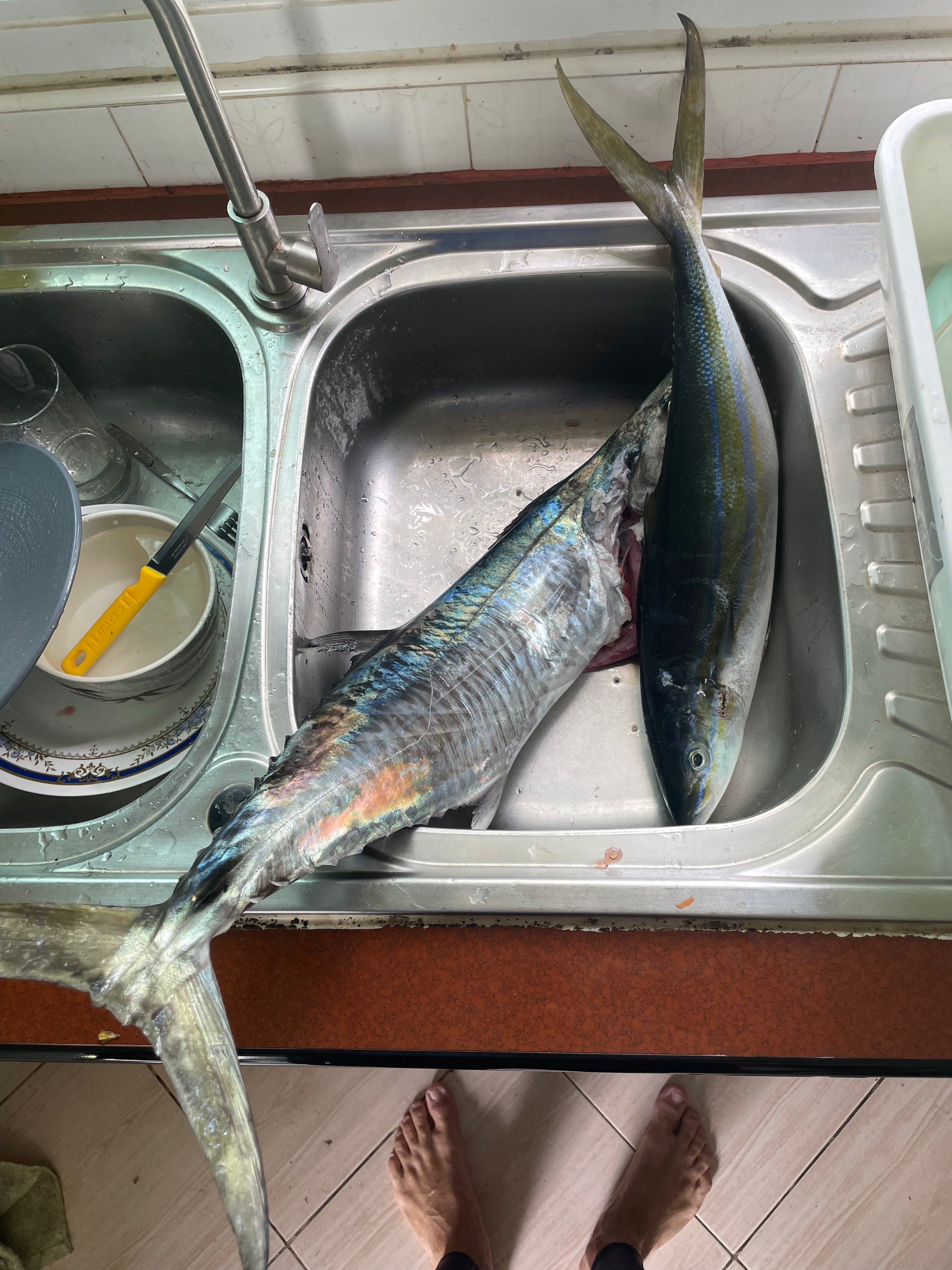 fish caught during a Phuket fishing trip