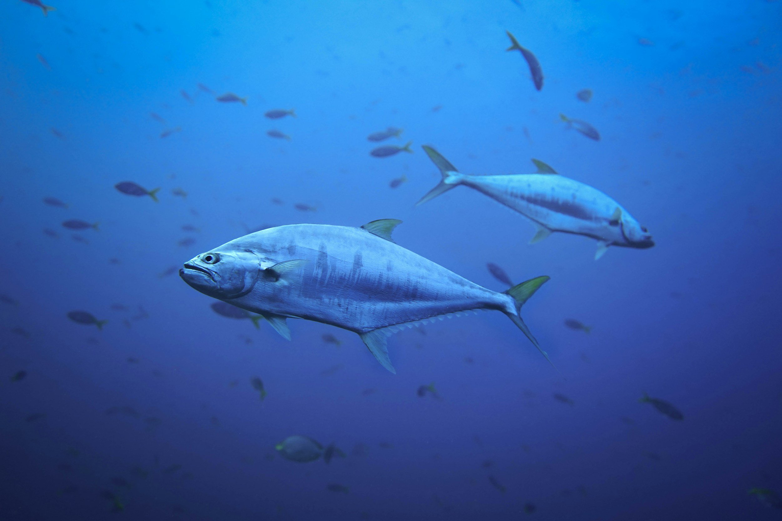 Queenfish Thailand