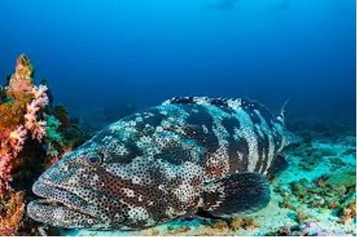 A camouflaged fish resting on the ocean floor near coral and rocks.