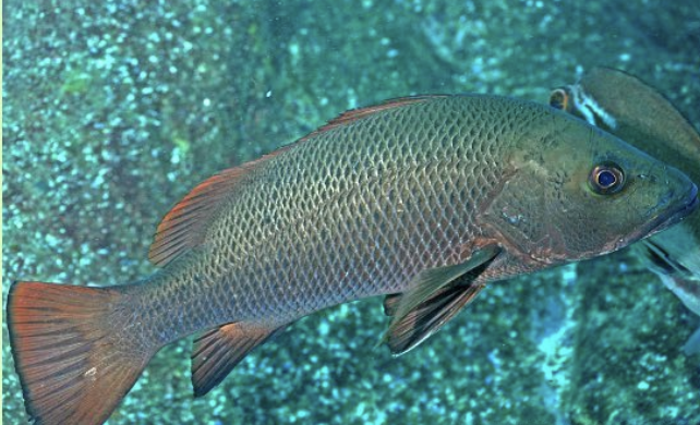 snapper fish thailand
