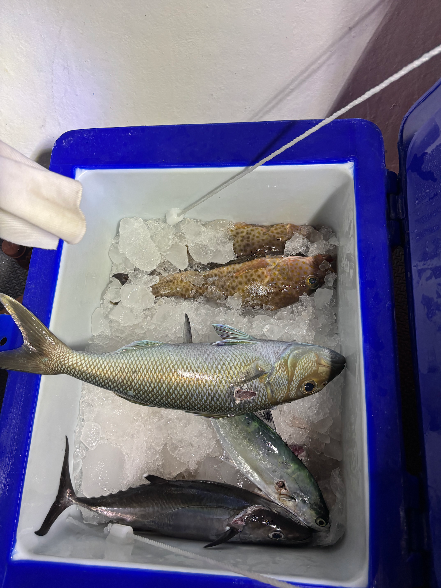 Fresh fish caught in phuket