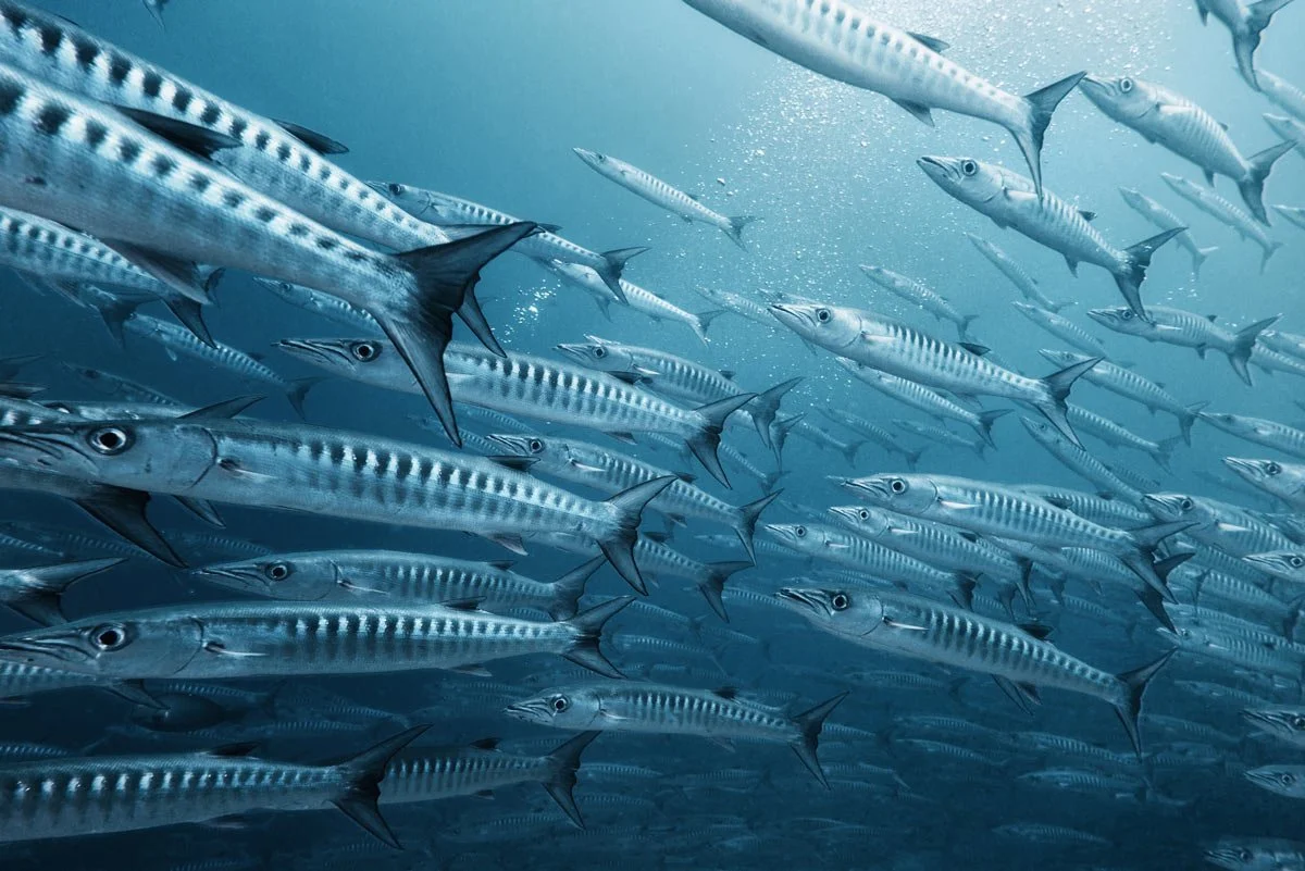 Spearfishing barracuda phuket