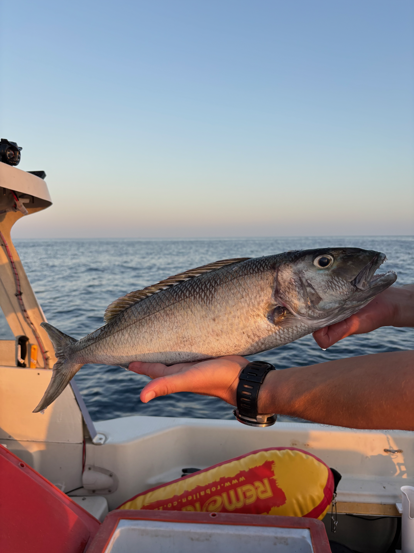 Person holding a fish on a boat at sea during sunset in Phuket
