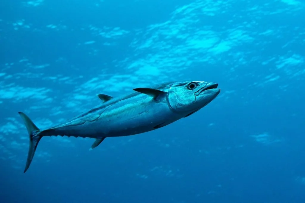 Dogtooth tuna Thailand