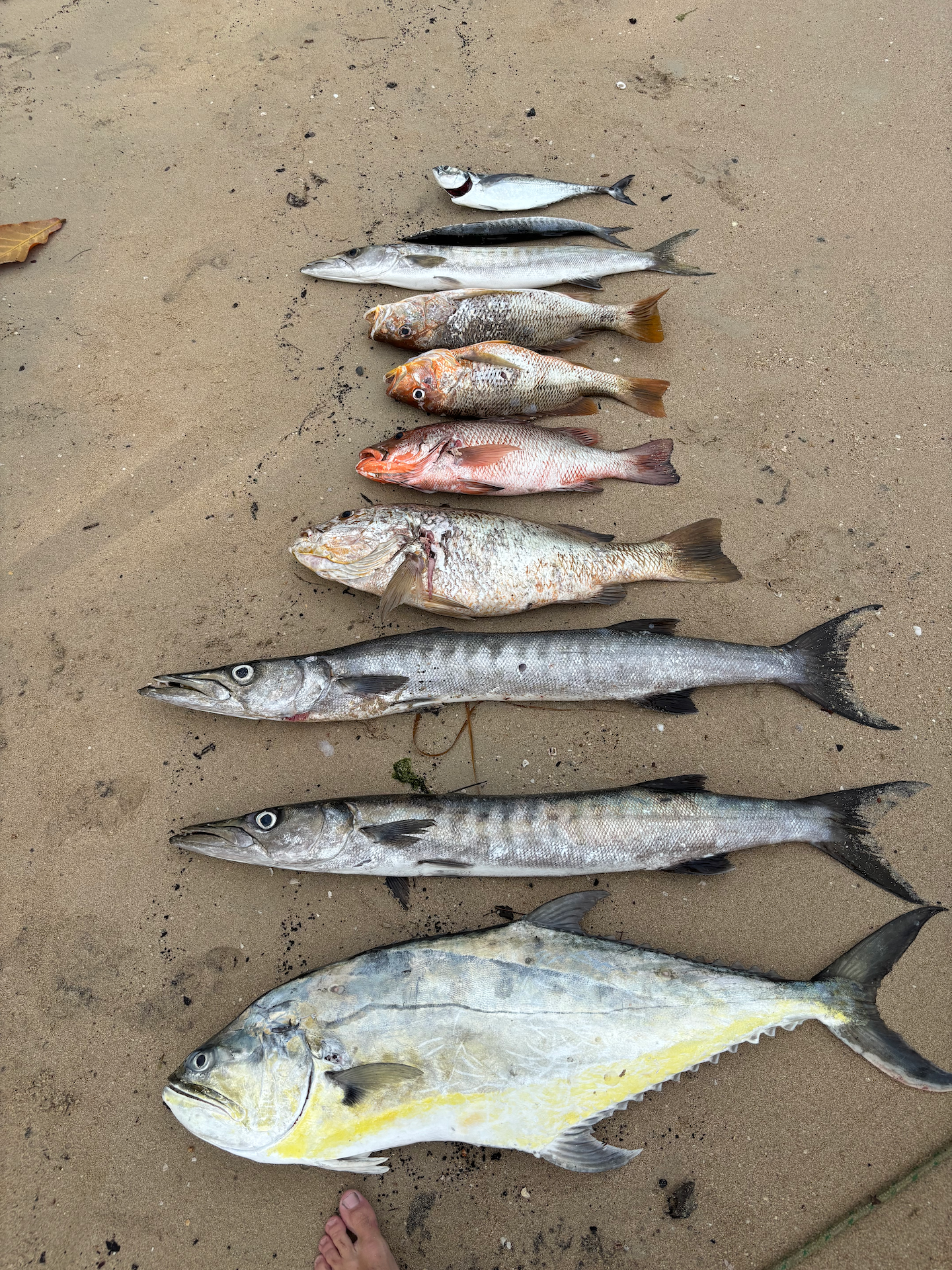 Various types of fish laid out on sandy beach, including a large yellow fish at the bottom and smaller silver, gray, and multicolored fish above.