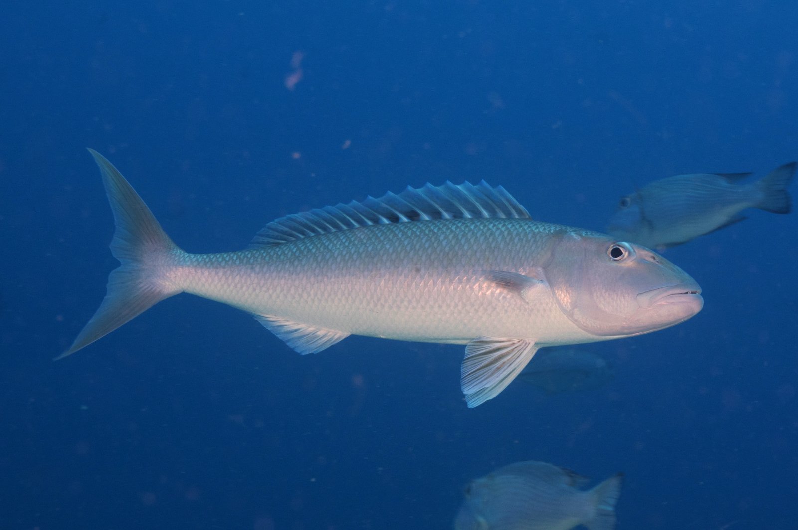 Green jobfish Thailand