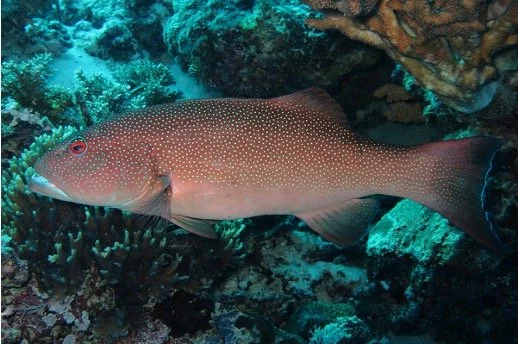 Coral trout andaman sea