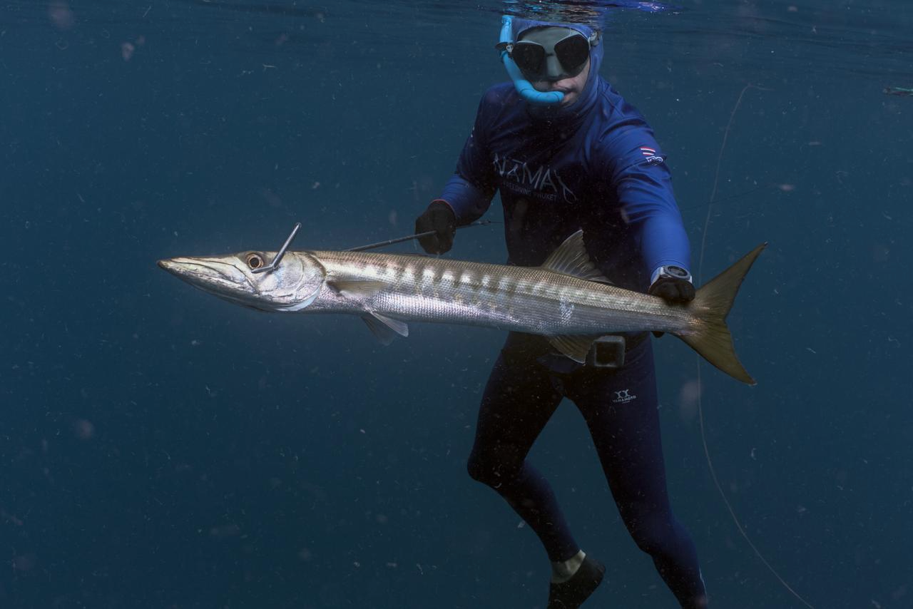 barracuda spearfishing phuket