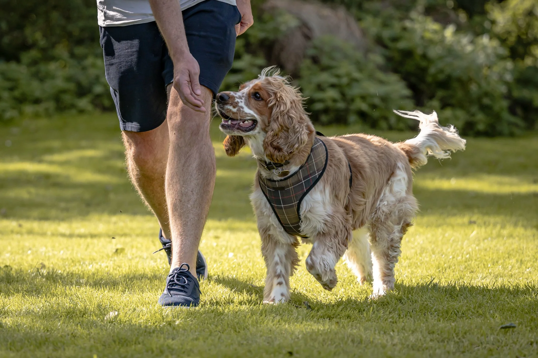 A person walking a Cocker Spaniel dog in a park, with greenery and trees in the background. The person is wearing black shorts, a white t-shirt, and black shoes, and is holding the dog's leash.