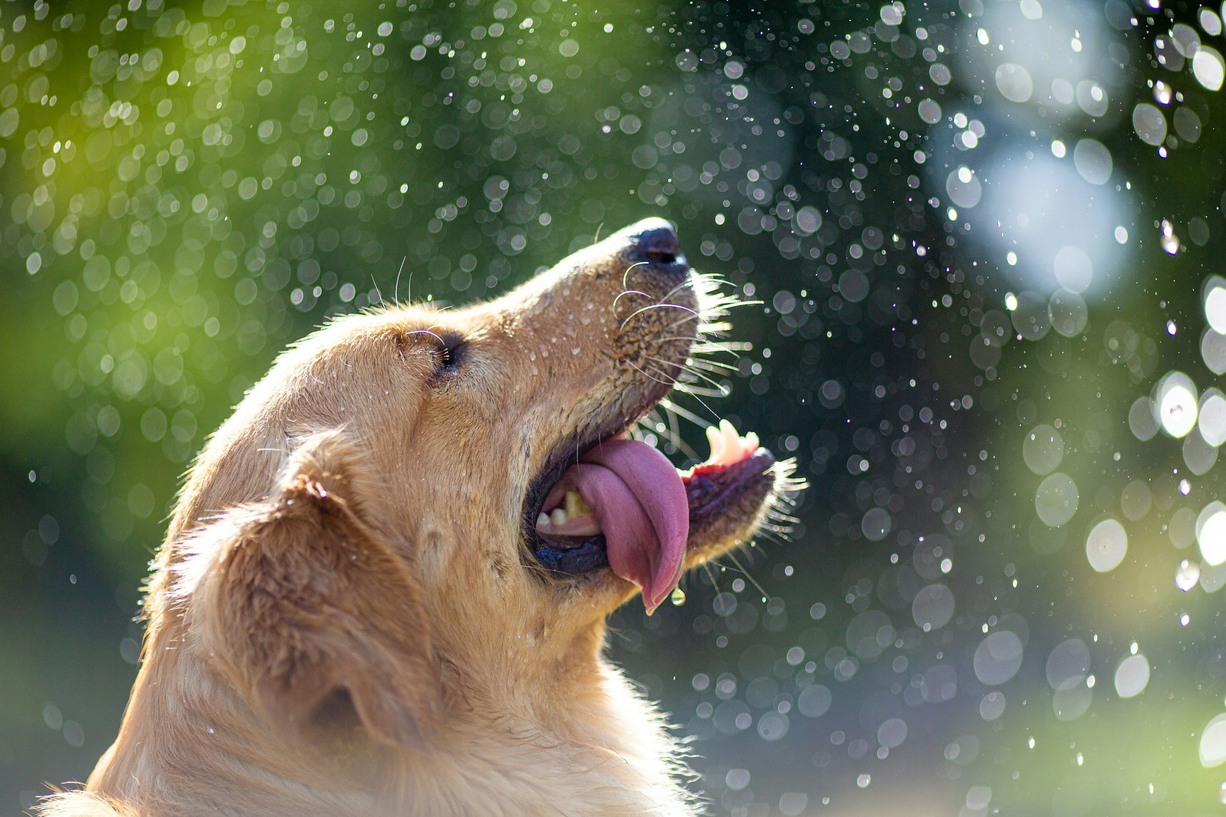 Hot Weather Dog Walks Are Not That Simple