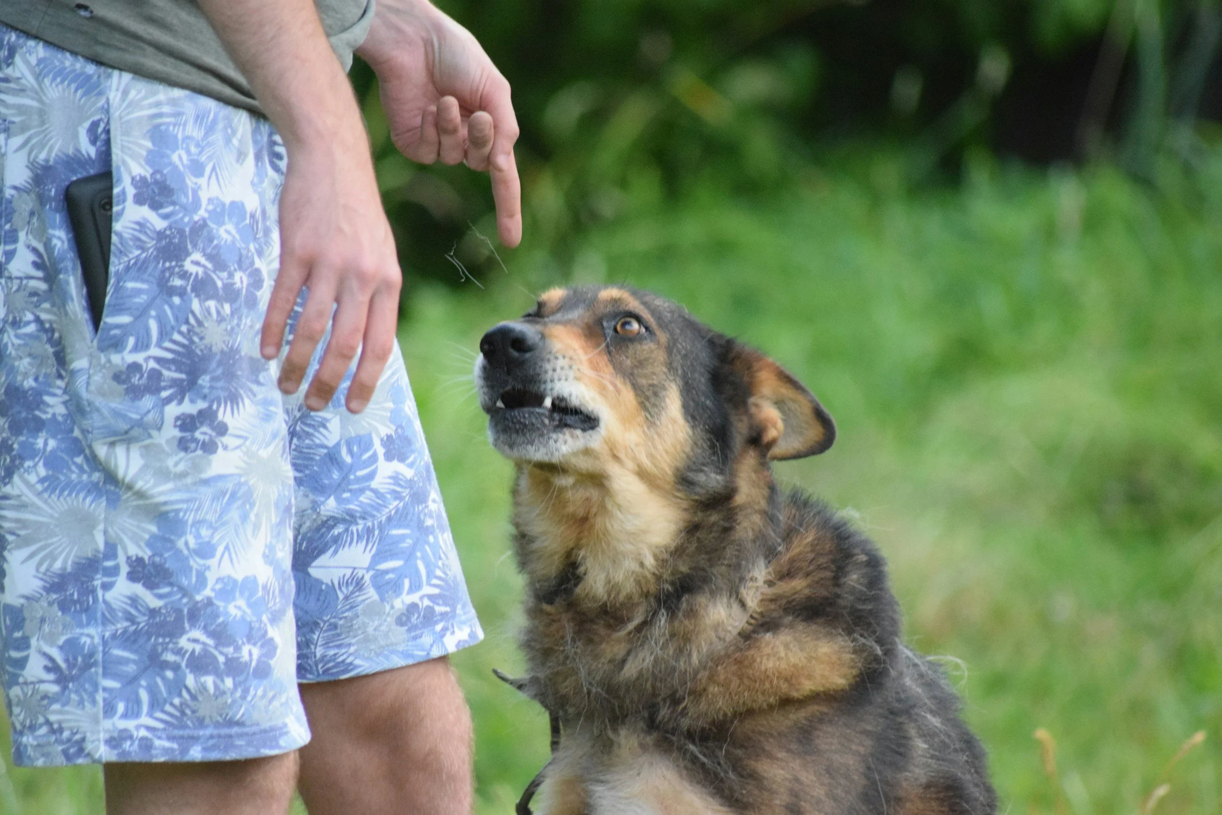 Dog Training Advice Should Help, Not Humiliate