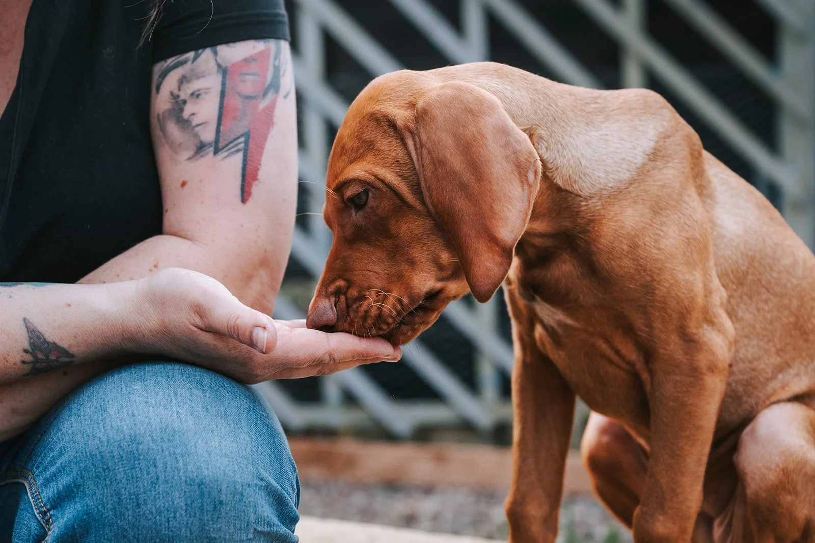 Why Your Dog Shouldn’t Work for Free