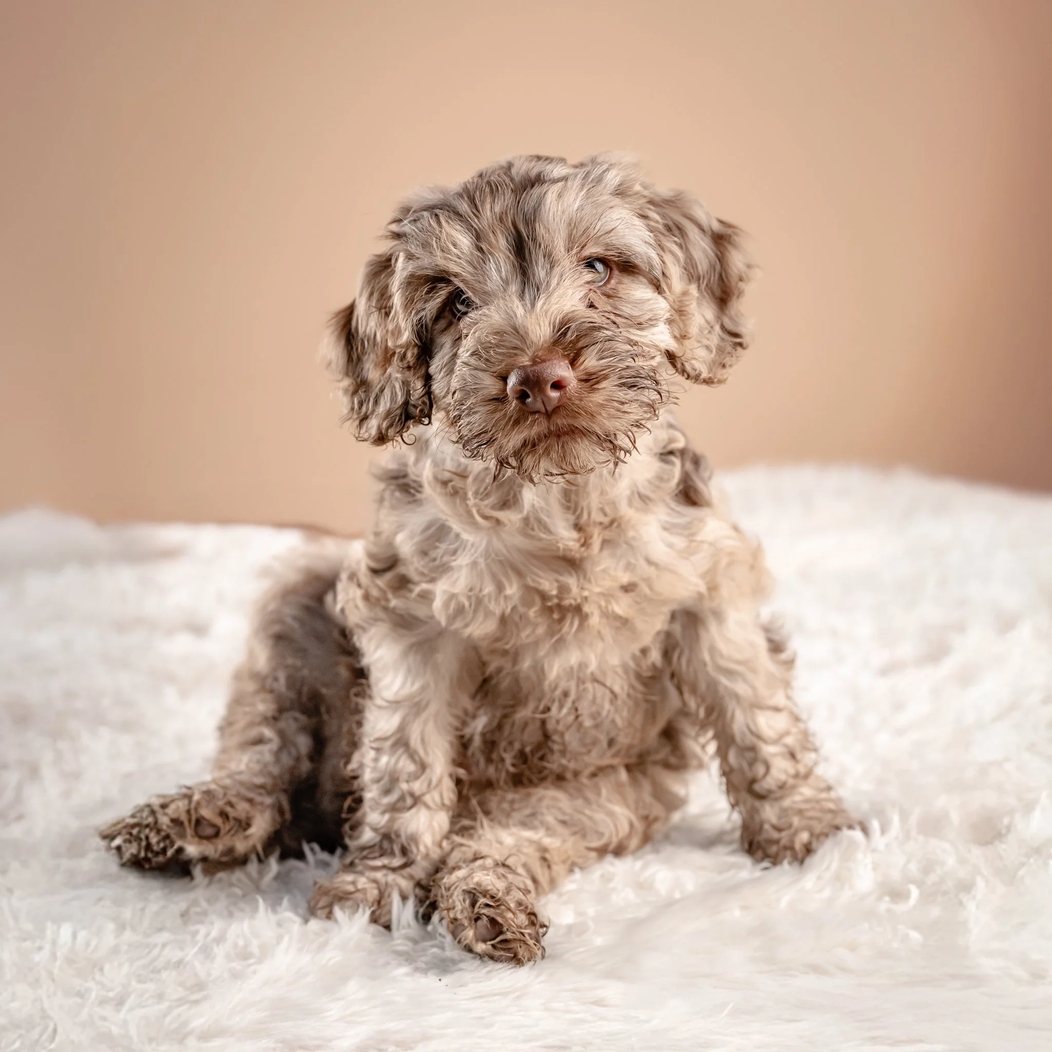 Puppy Training Methods Explained. Capture, Lure, Shape and Clicker