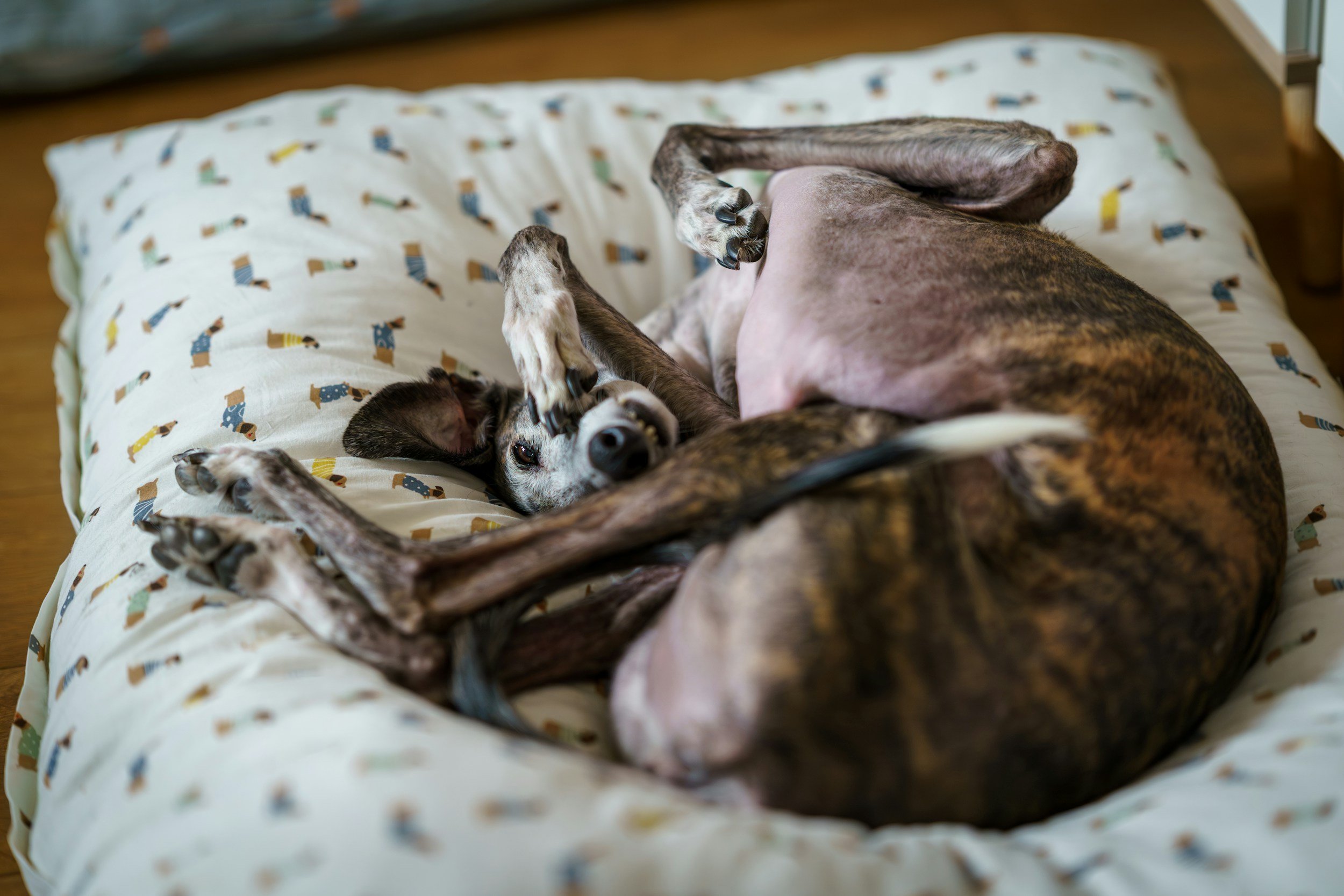 Oh, You’re a Dog Trainer? Your Dogs Must Be Perfect.