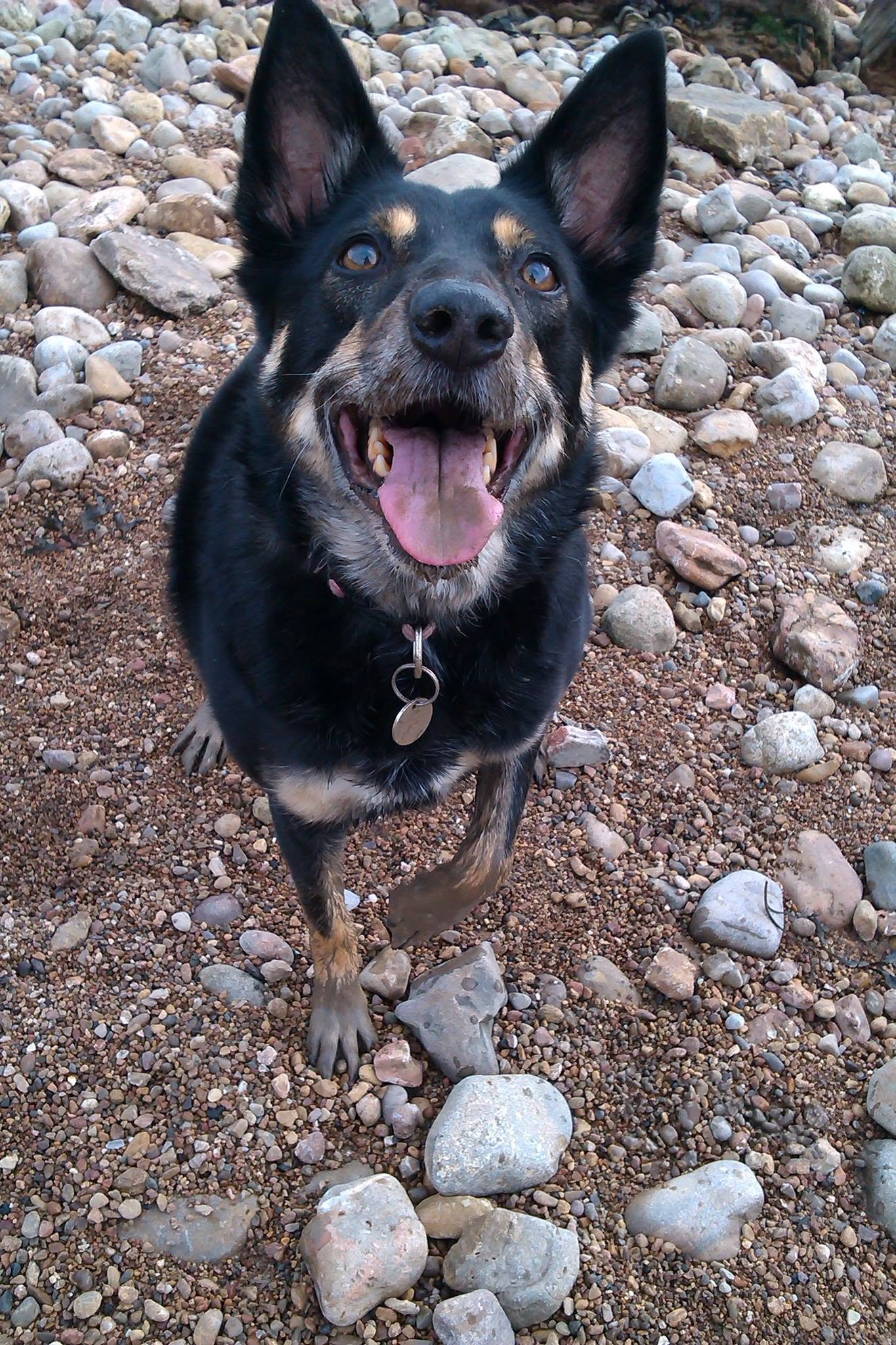 Evidence-Based Dog Training UK: Beyond Dogma