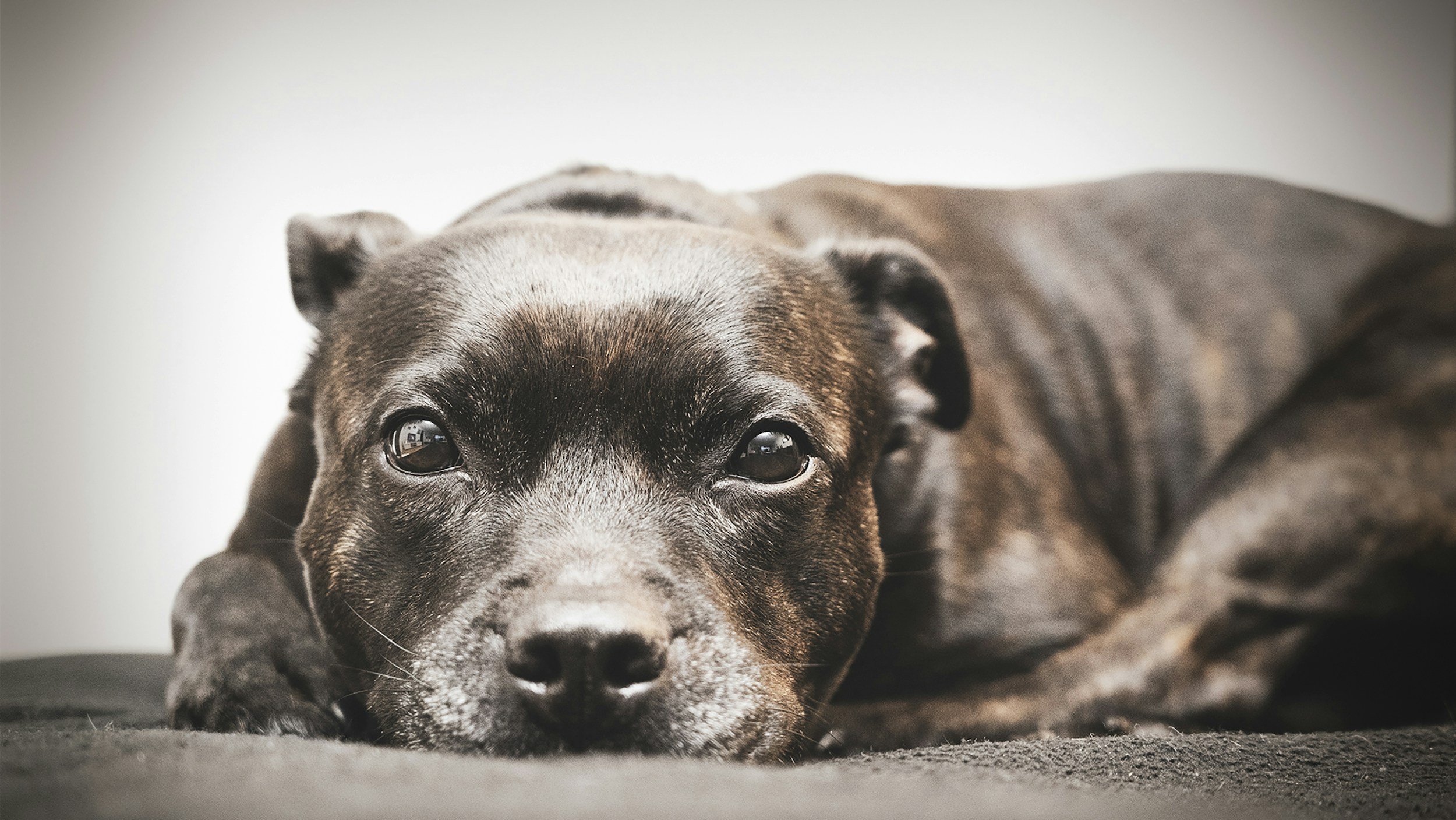 Why Breed-Specific Bans Don’t Work