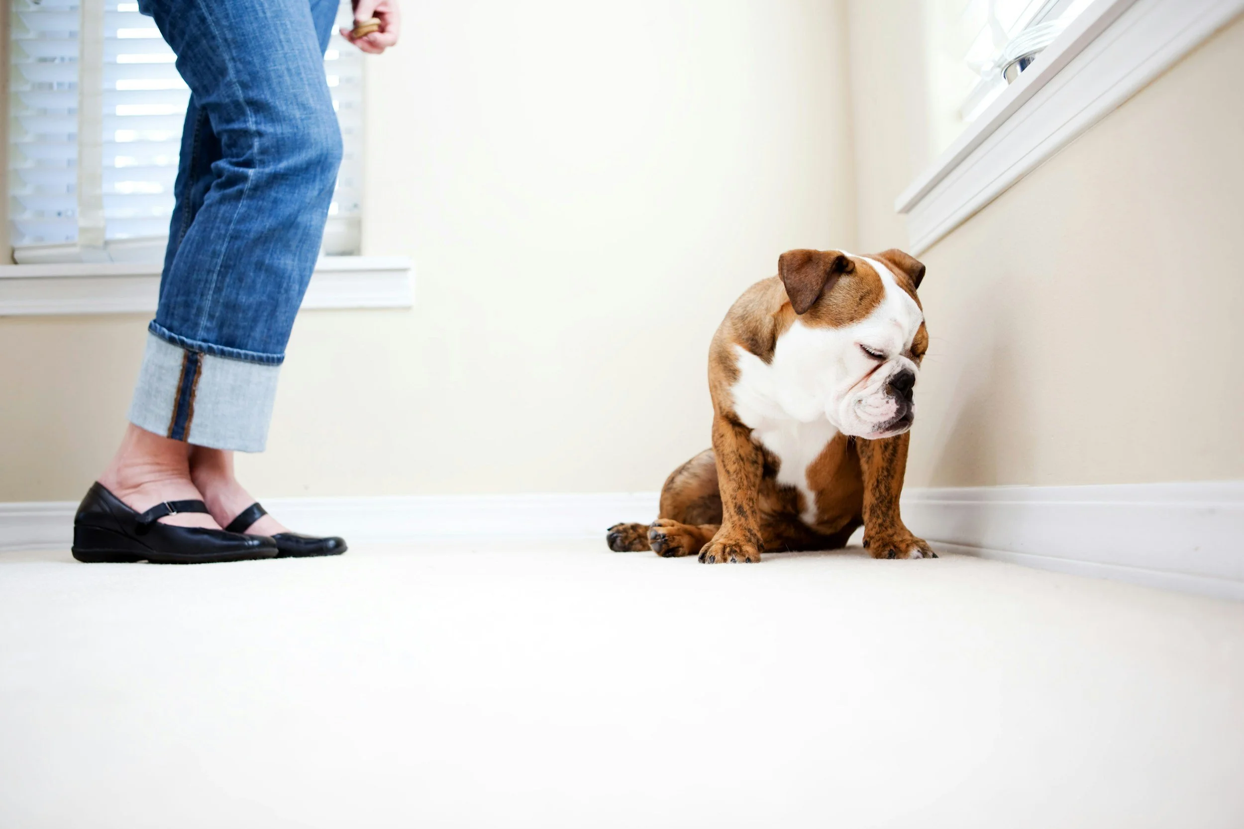Owning a dog isn’t a qualification. And 'guaranteed results' are a joke.