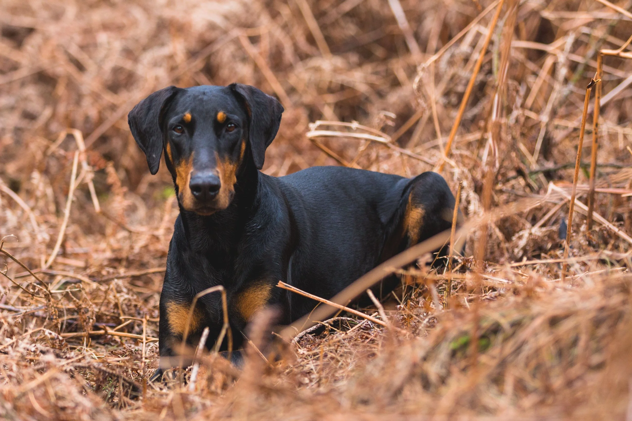 A black and tan dog sitting in a field of dry brown grass.