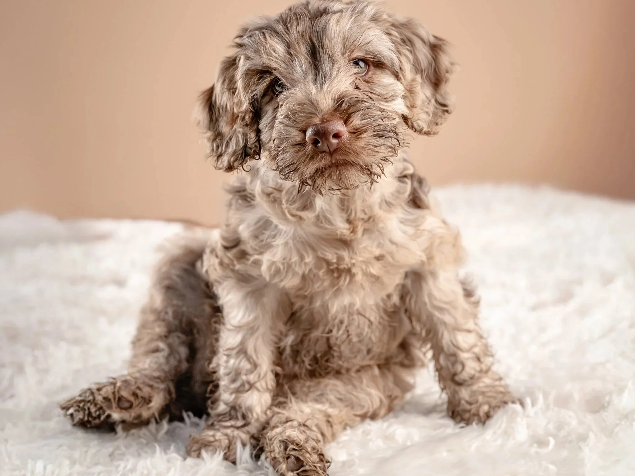 An adorable light brown and cream curly-haired puppy sitting on a white fluffy surface against a beige background.
