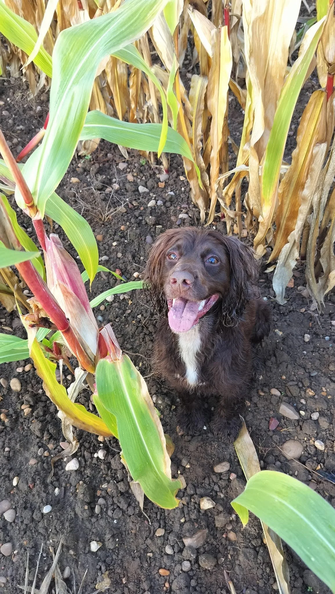 A happy black and white puppy sitting in a garden among tall green and yellow corn stalks, with a joyful expression and tongue out.