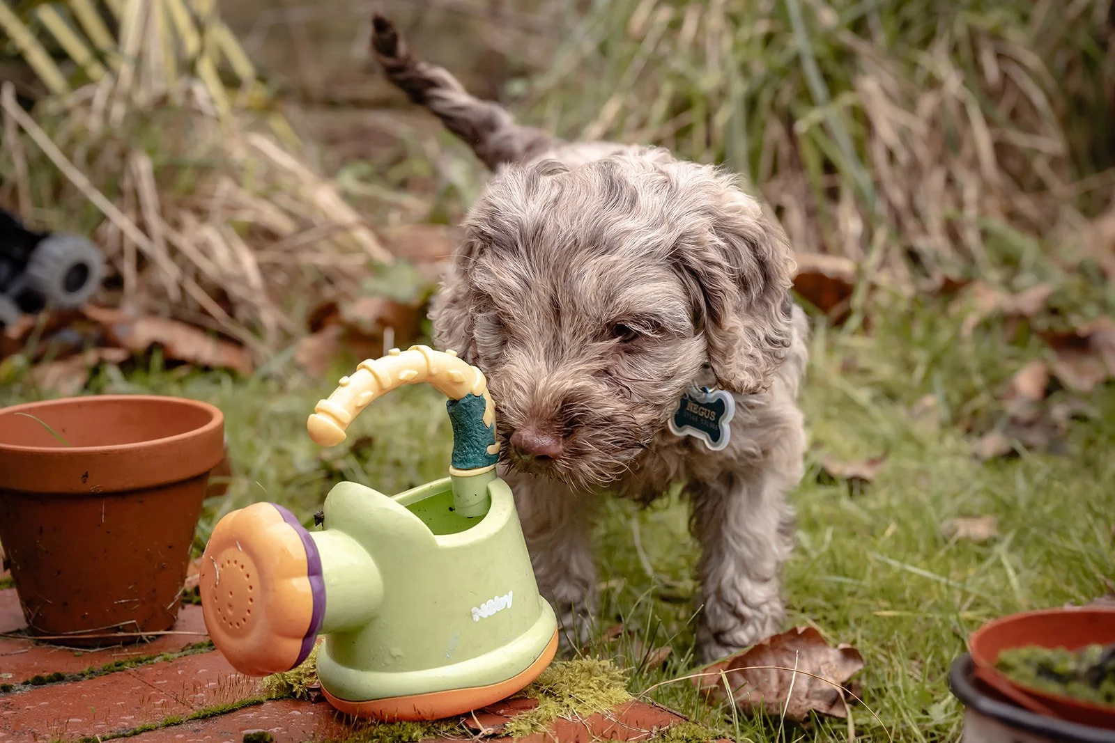 A puppy with curly fur drinking from a yellow watering can outdoors with plant pots and fallen leaves around.