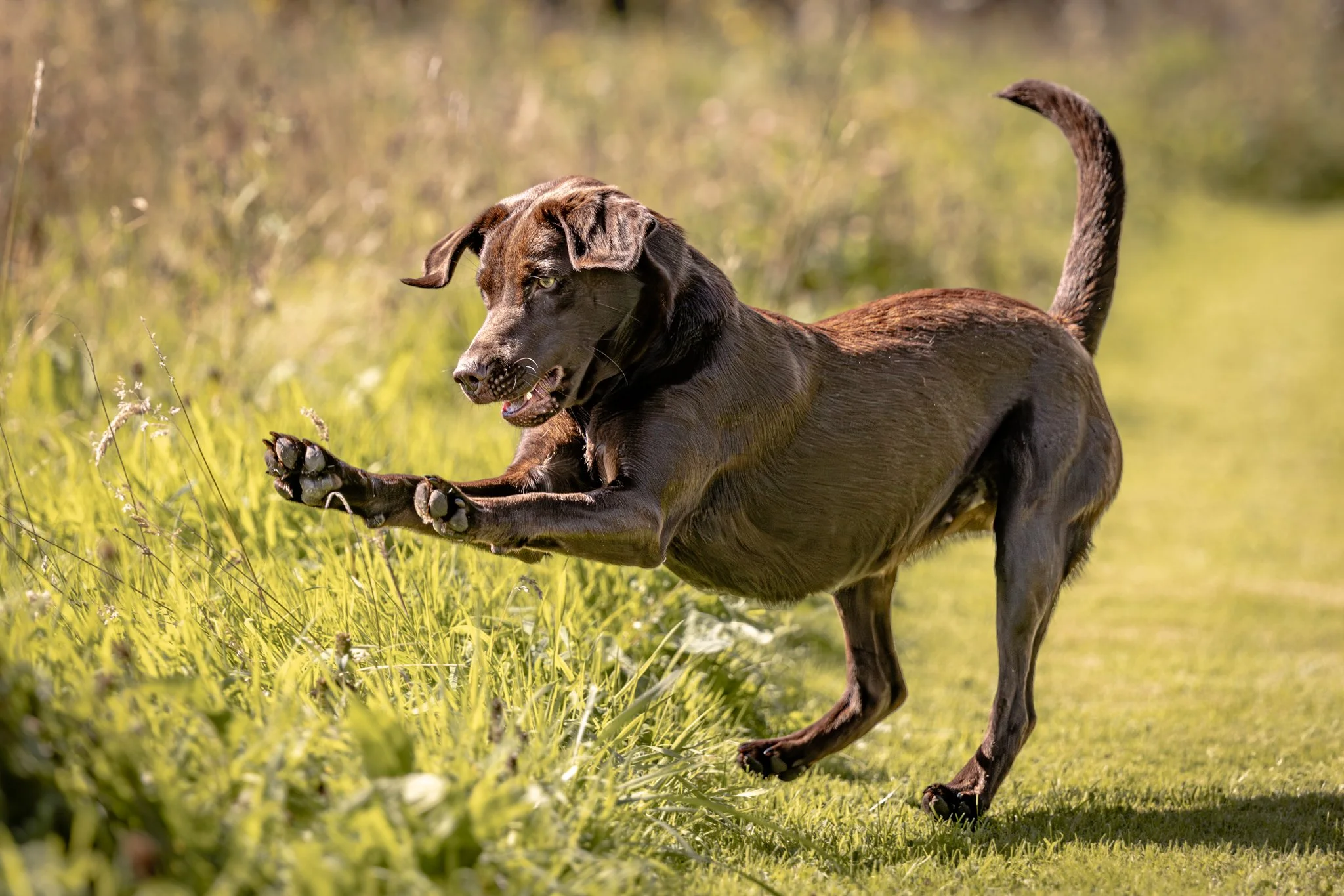 A black dog running through a grassy field with a blurred background of trees and plants.