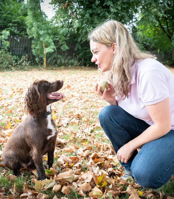 Woman kneeling on fallen autumn leaves in a park, holding a tennis ball, facing a sitting brown and white puppy with floppy ears and tongue out, trees and a fence in the background.