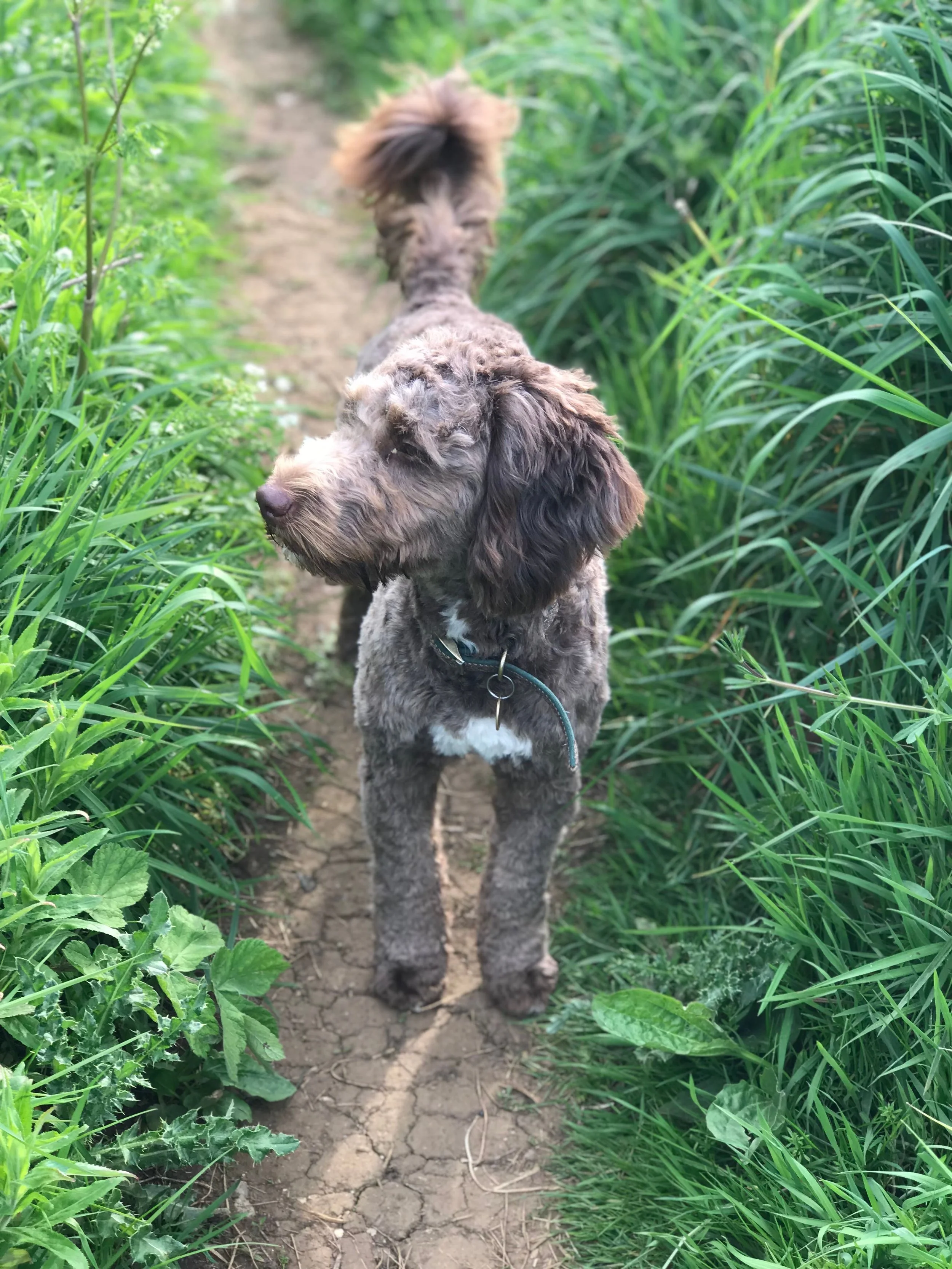 A dog walking on a dirt path surrounded by tall green grass and plants.