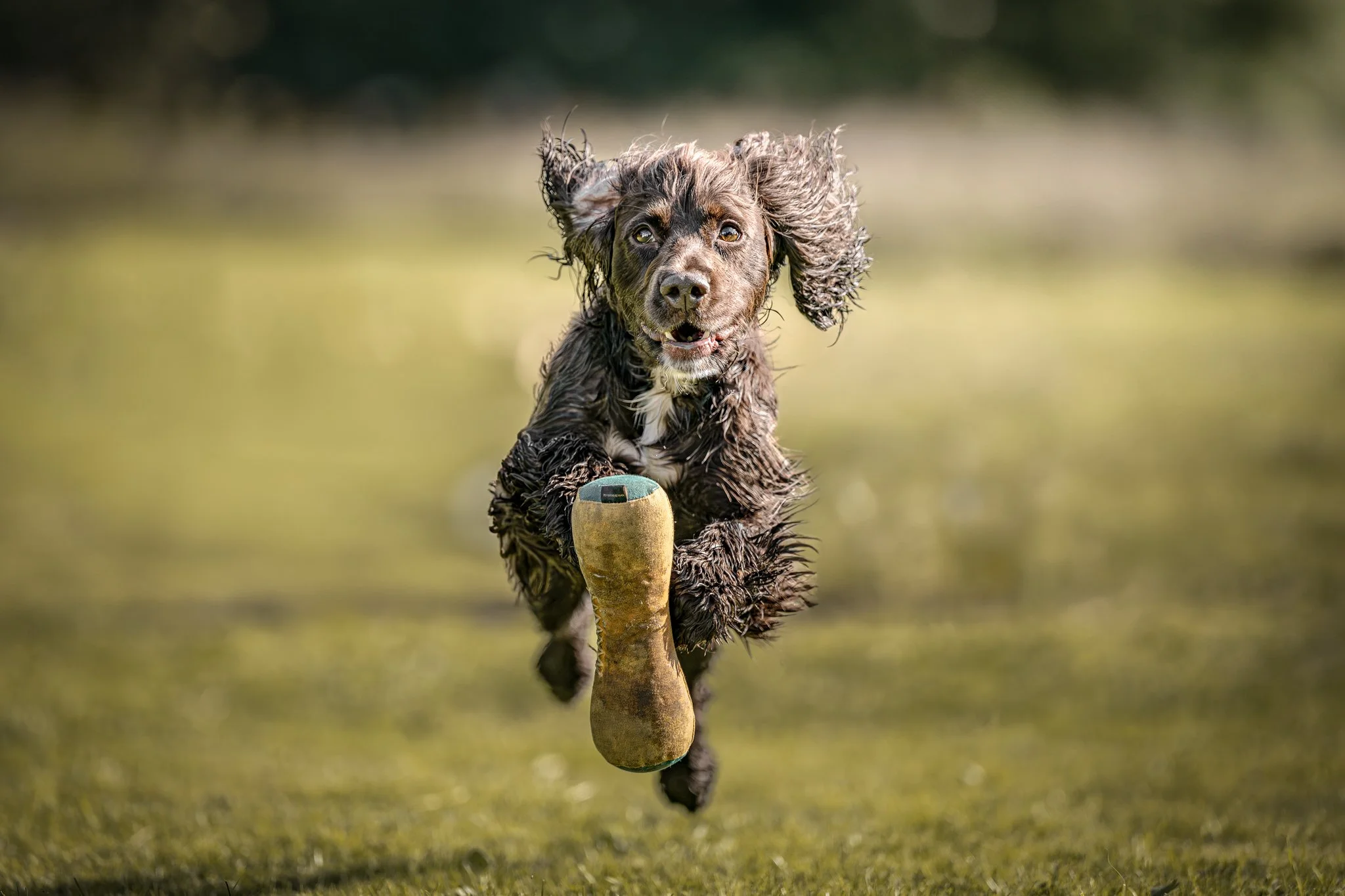 A dog running on grass with a tennis ball in its mouth.