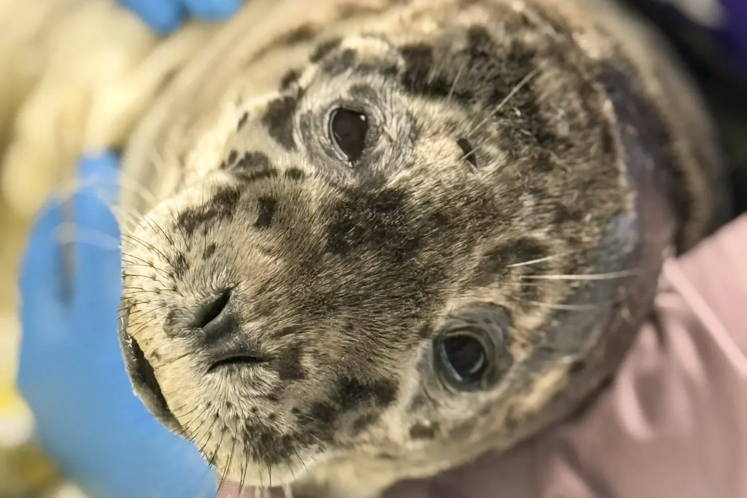 Third seal shot in past year found in Bellingham