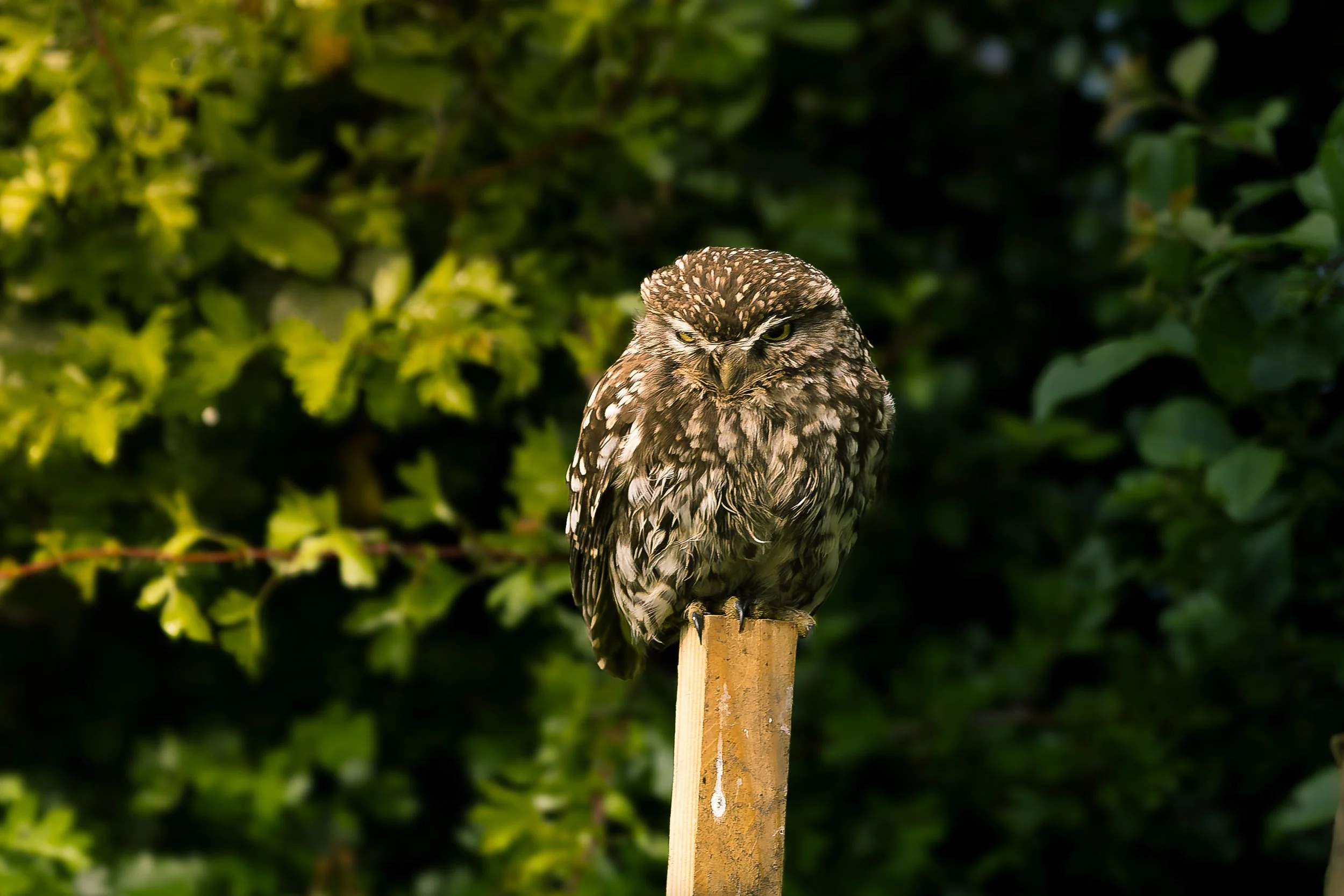 An owl perched on a wooden post in front of green foliage.
