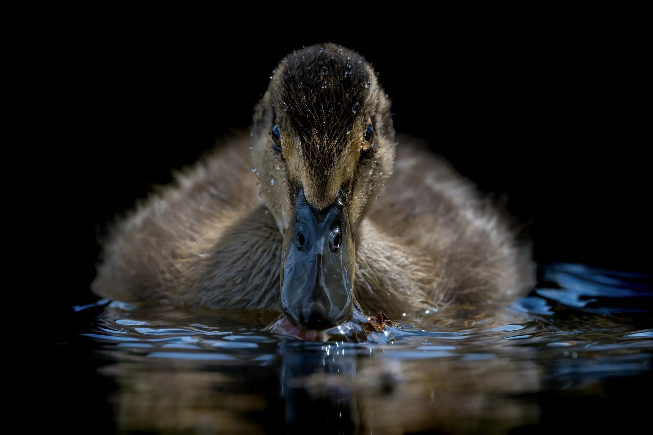Close-up of a duckling swimming in water, facing forward with drops of water on its feathers, dark background.
