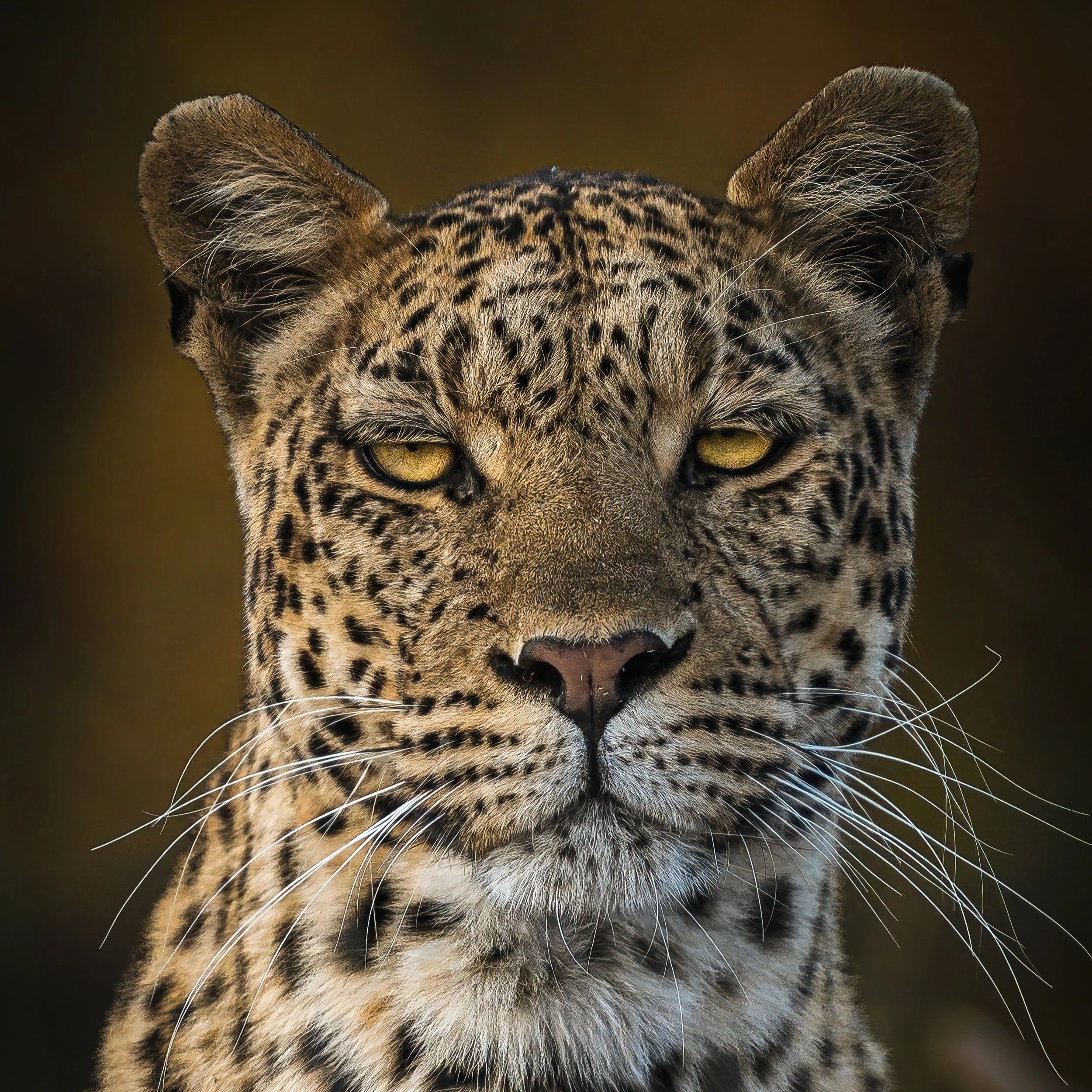 NZ8_7067-Edit.jpg