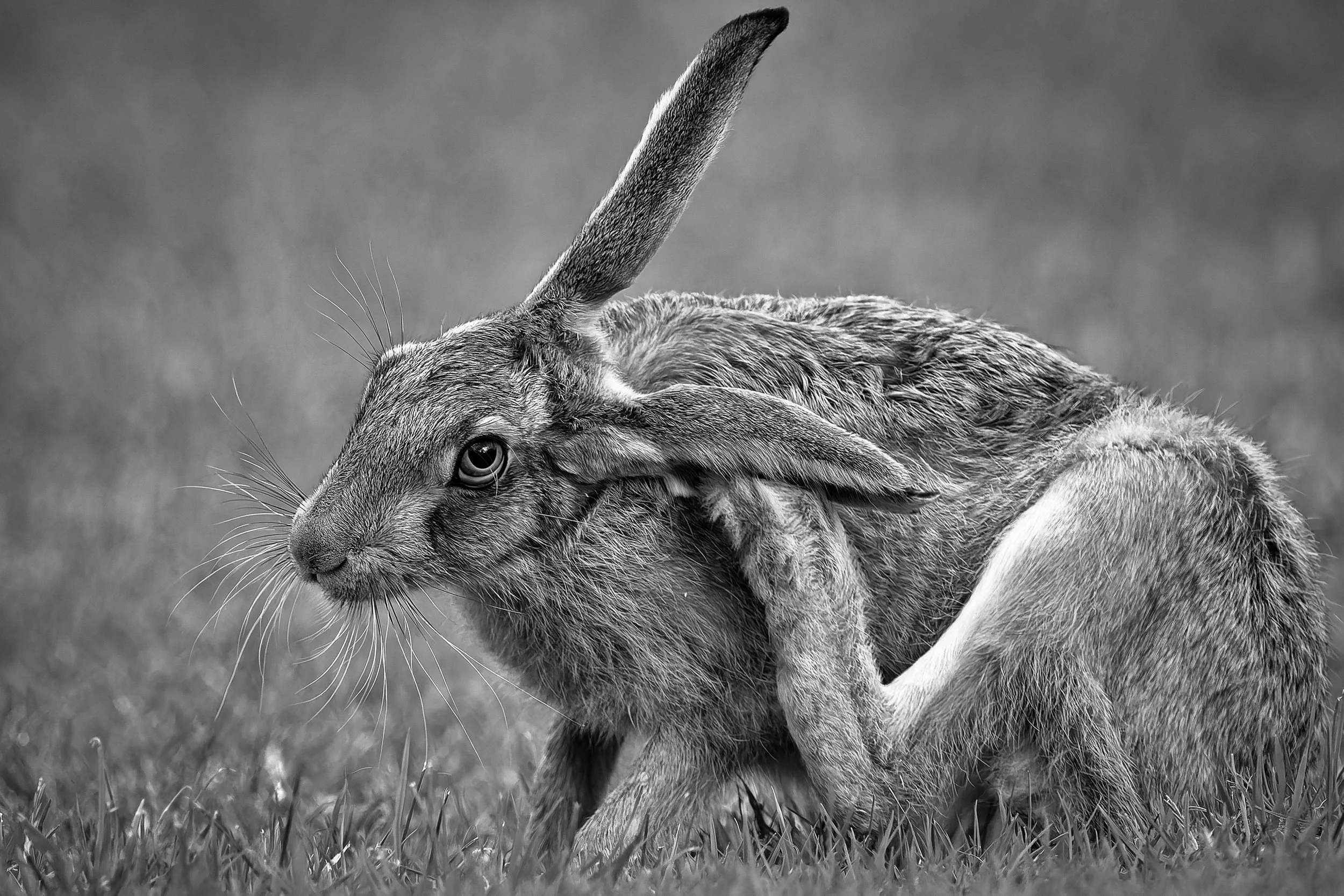 BBC Countryfile calendar (2027) competition 