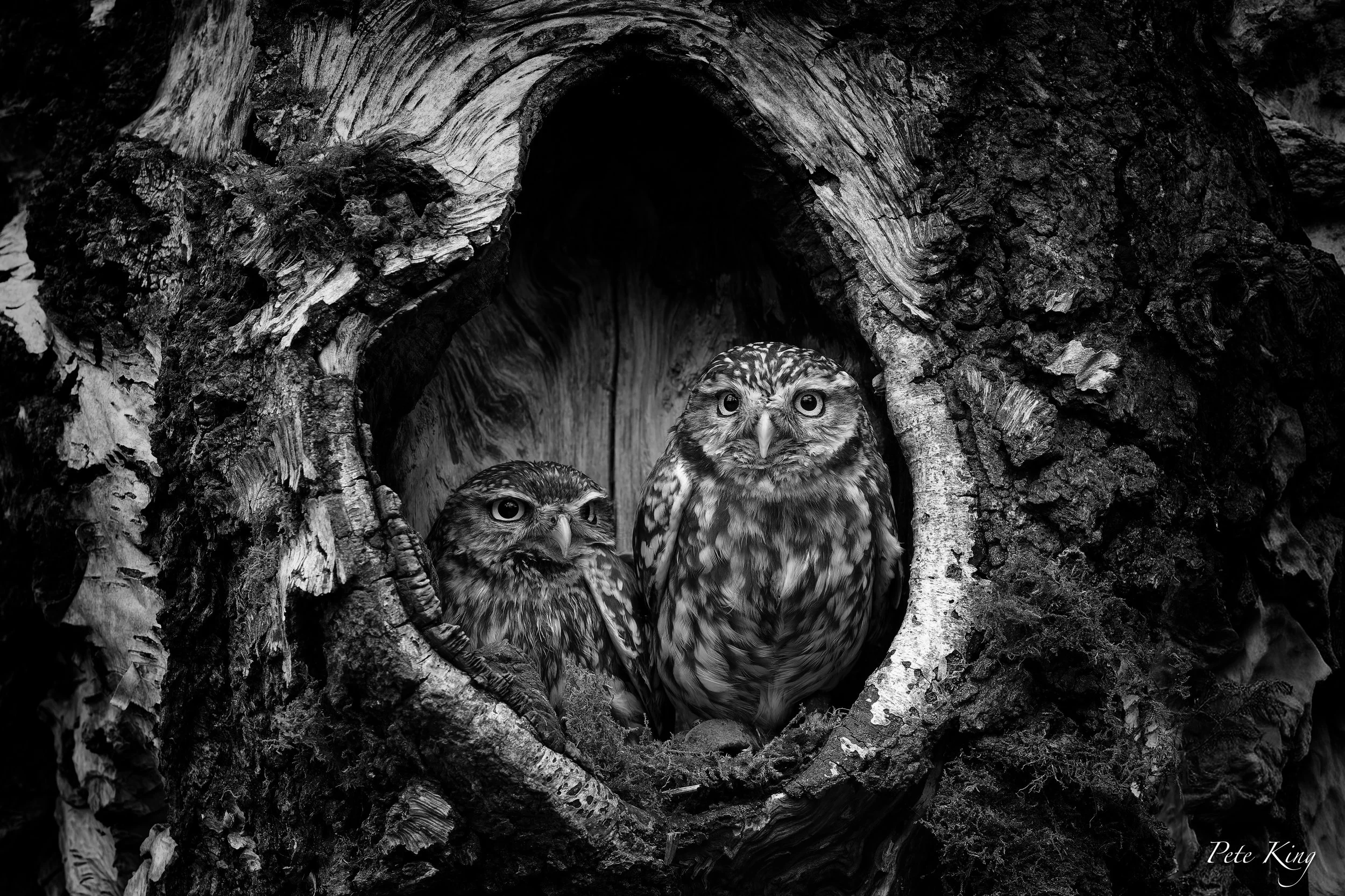 Little owls in love
